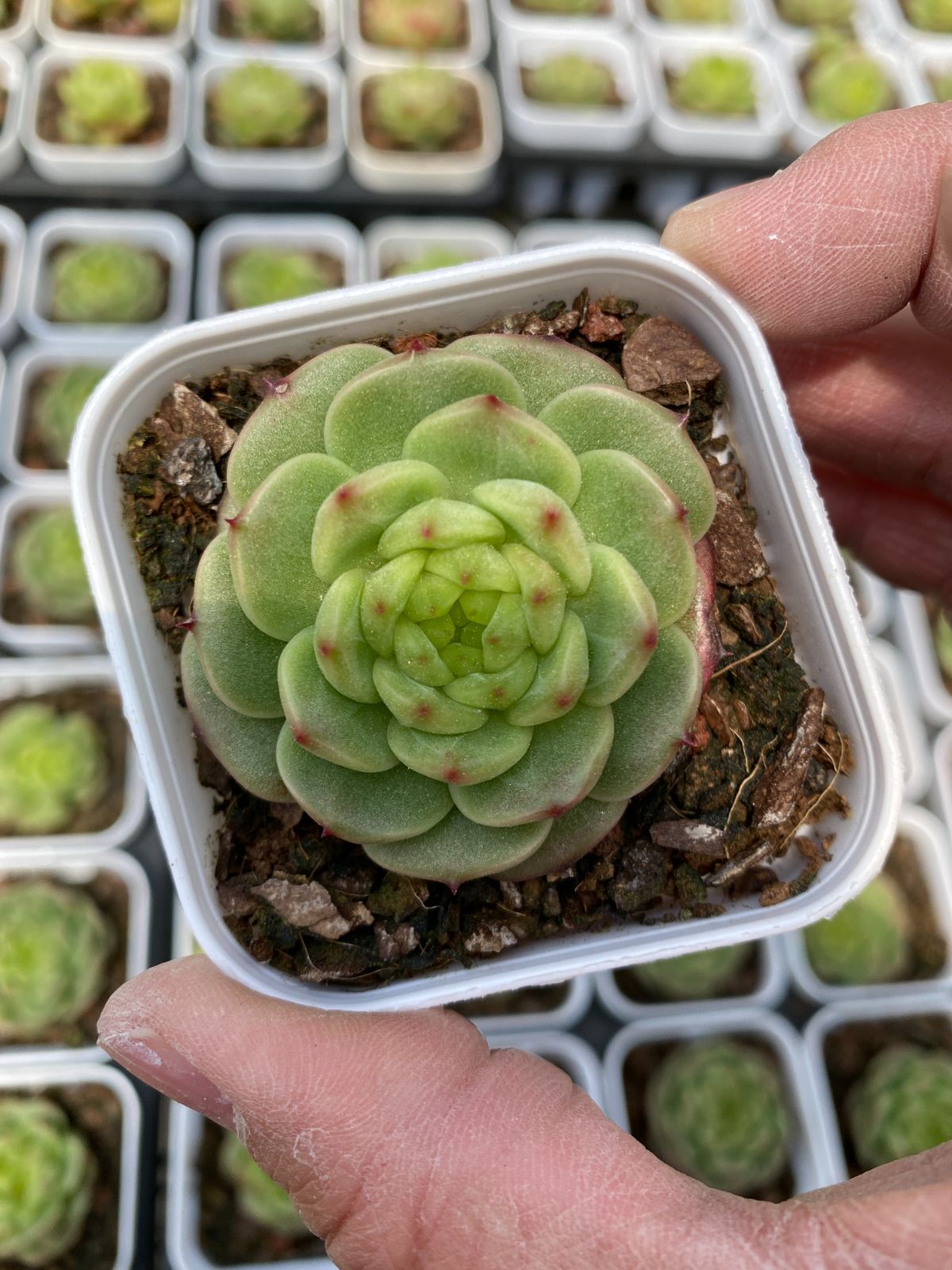 新入荷 24株の抜き苗セット デンキュウジェニー 多肉植物 佐川急便発送 エケベリア セダム 韓国苗 Z6267