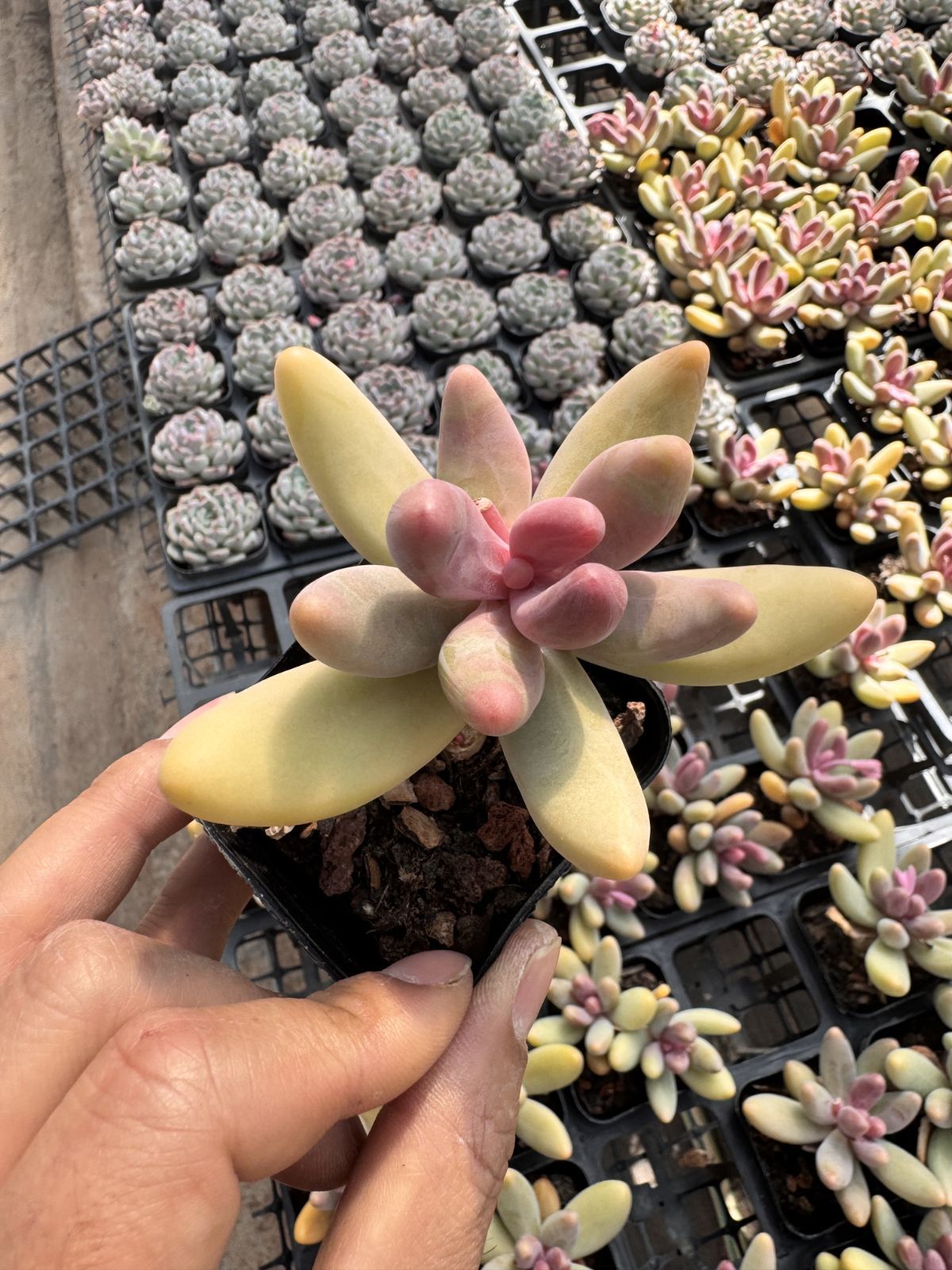 新入荷　50株の抜き苗セット　レッドフィンガー　多肉植物　佐川急便発送　エケベリア　セダム　韓国苗　Z6326