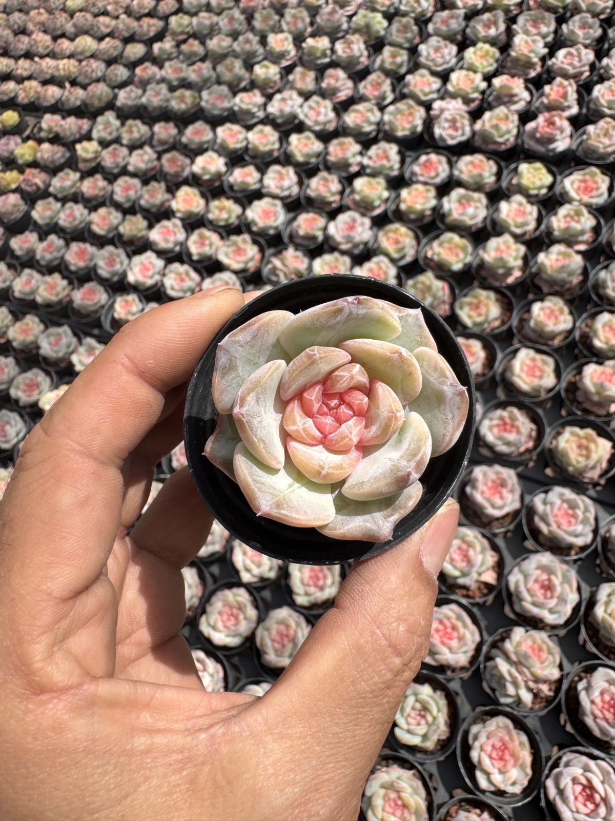 新入荷 24株の抜き苗セット ピンクバレエ 多肉植物 佐川急便発送