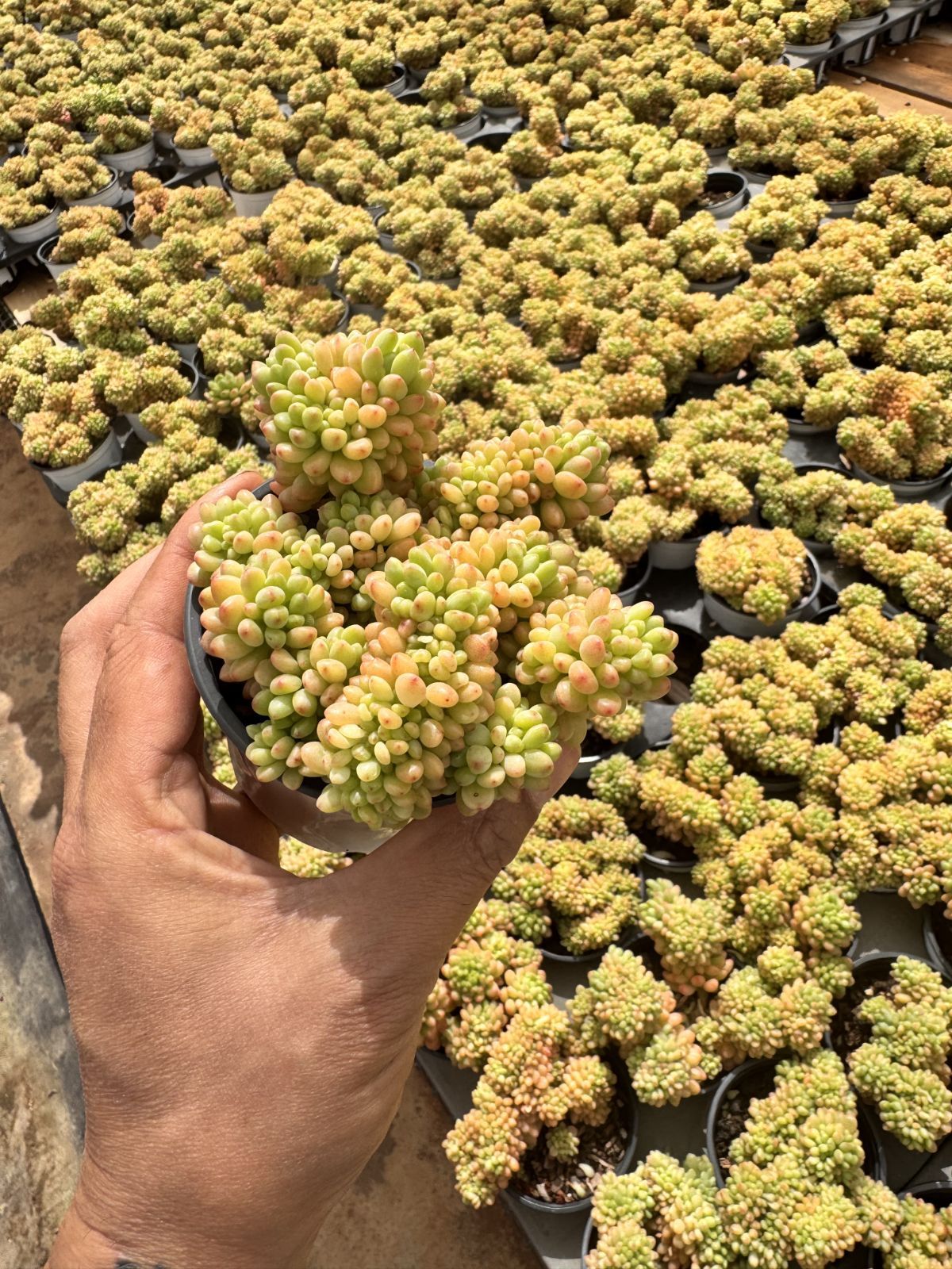 新入荷　18株の抜き苗セット　シャングリラツィュイ　多肉植物　佐川急便発送　エケベリア　セダム　韓国苗　Z6293