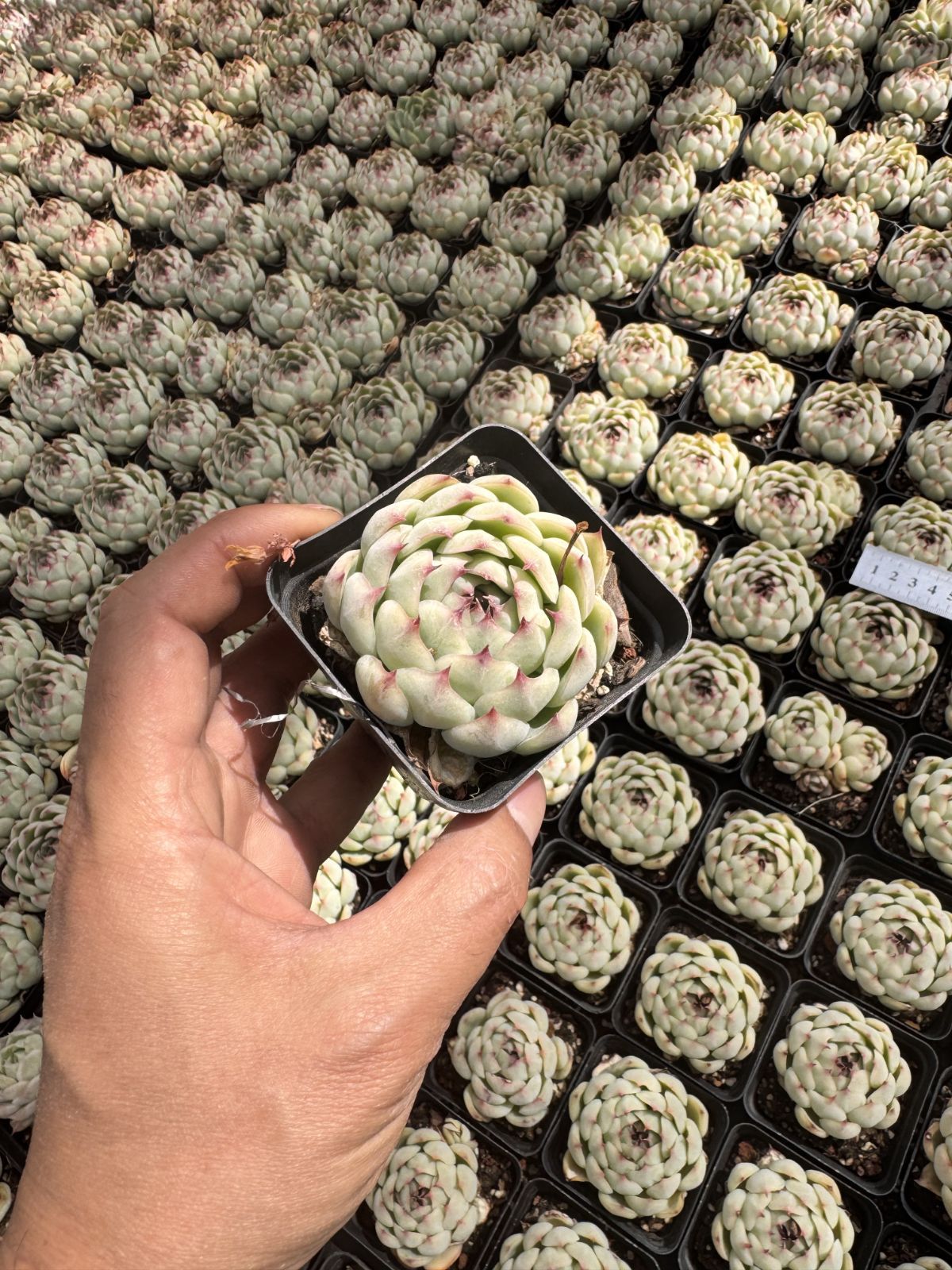 新入荷 24株の抜き苗セット ゴウコンヒメ 多肉植物 佐川急便発送