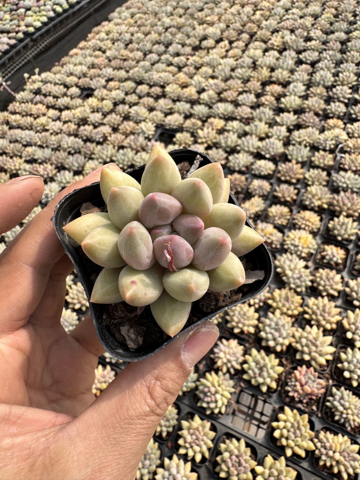 新入荷　50株の抜き苗セット　クリスタルボール　多肉植物　佐川急便発送　エケベリア　セダム　韓国苗　Z6328