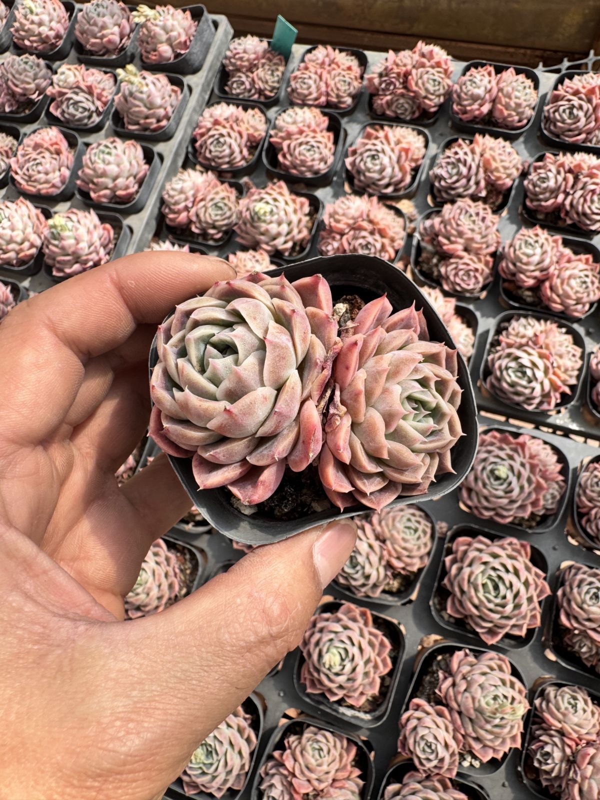 新入荷　50株の抜き苗セット　ルーイエン　多肉植物　佐川急便発送　エケベリア　セダム　韓国苗　Z6339