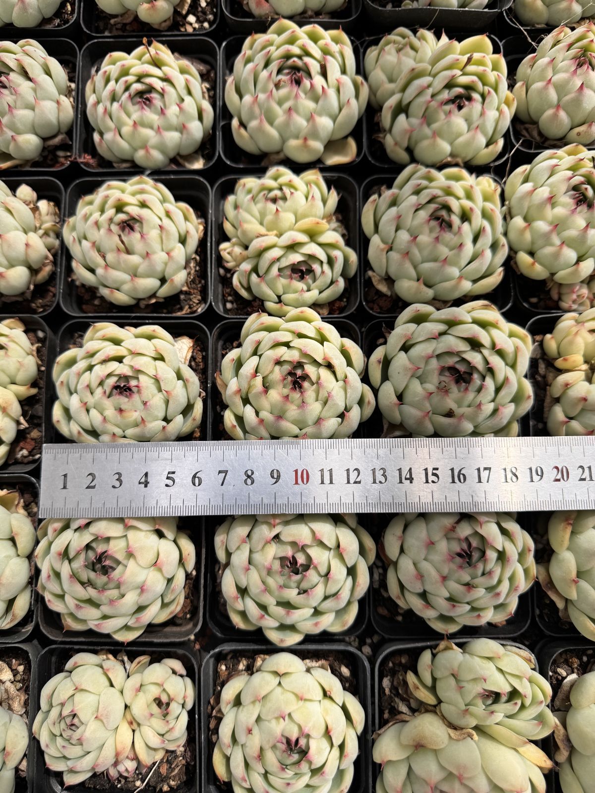 新入荷 24株の抜き苗セット ゴウコンヒメ 多肉植物 佐川急便発送