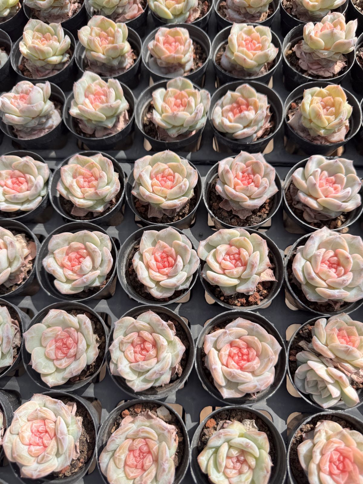 新入荷 24株の抜き苗セット ピンクバレエ 多肉植物 佐川急便発送
