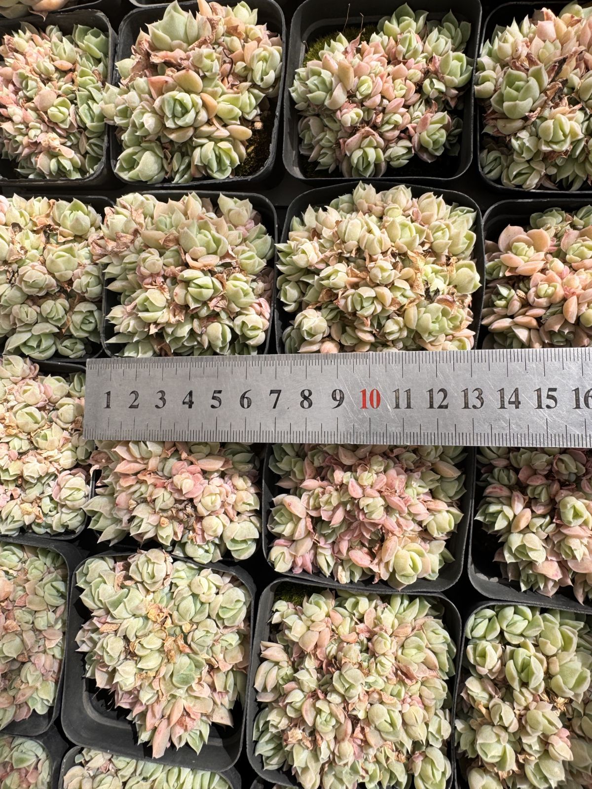 新入荷 50株の抜き苗セット ドゥルイカ 多肉植物 佐川急便発送