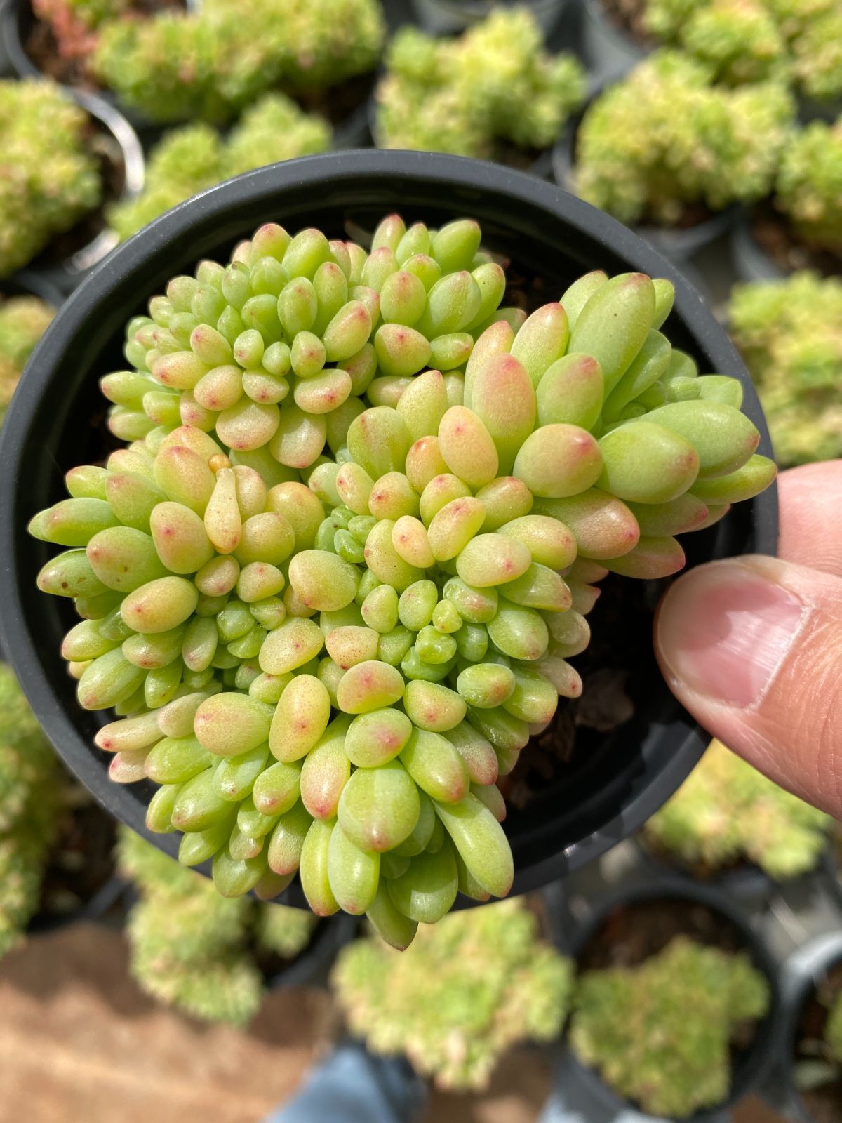 新入荷　18株の抜き苗セット　シャングリラツィュイ　多肉植物　佐川急便発送　エケベリア　セダム　韓国苗　Z6357