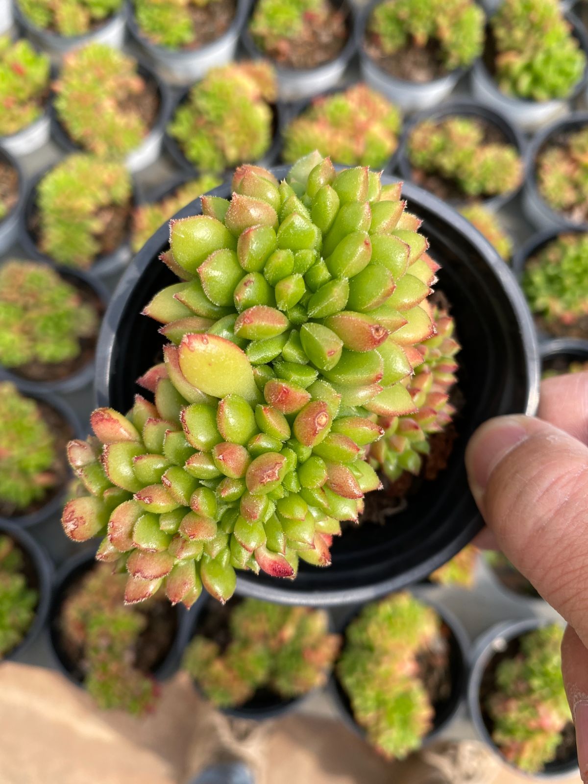 新入荷　18株の抜き苗セット　レッドリップツイ　多肉植物　佐川急便発送　エケベリア　セダム　韓国苗　Z6352