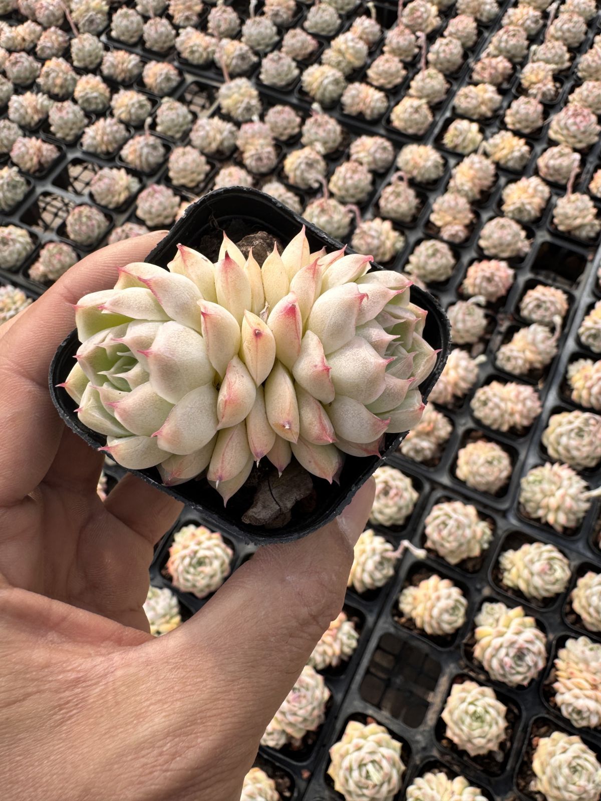 新入荷　50株の抜き苗セット　トウクンバイオウ　多肉植物　佐川急便発送　エケベリア　セダム　韓国苗　Z6343