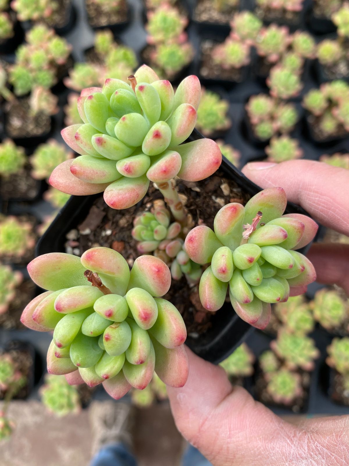 新入荷 24株の抜き苗セット シャングリラ 多肉植物 佐川急便発送