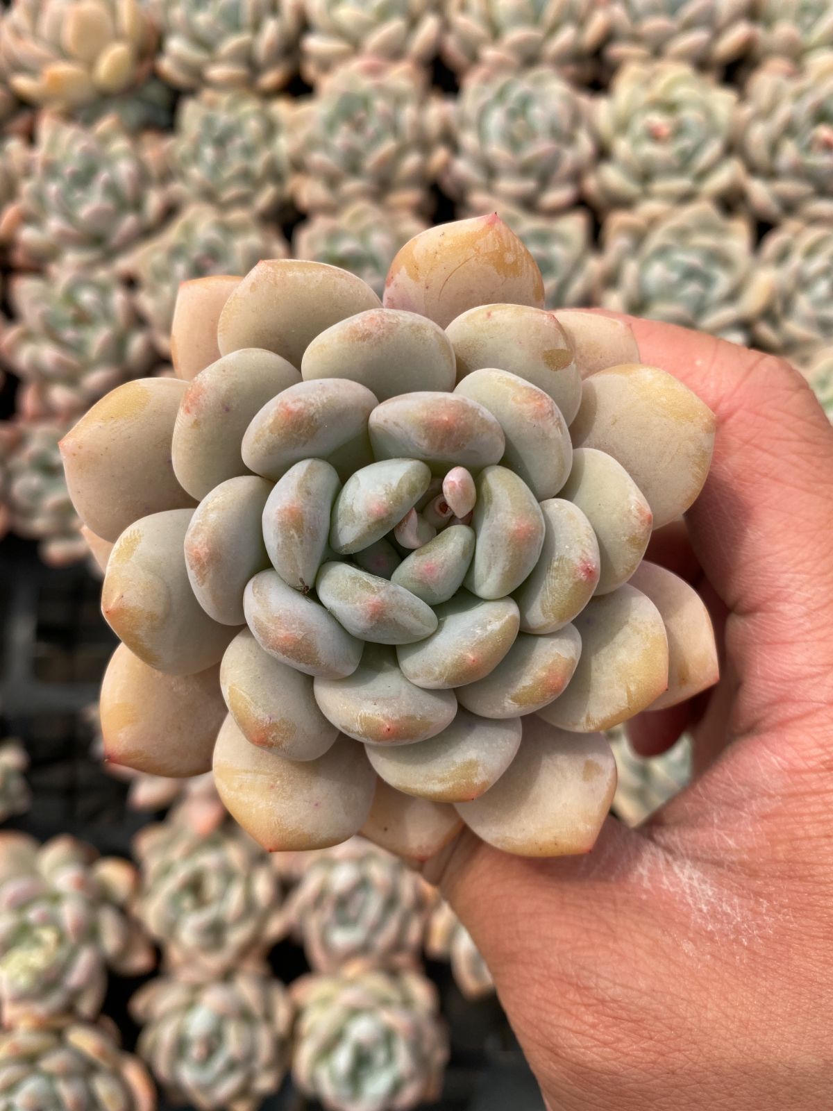 新入荷　50株の抜き苗セット　コウセツカイ　多肉植物　佐川急便発送　エケベリア　セダム　韓国苗　Z6372