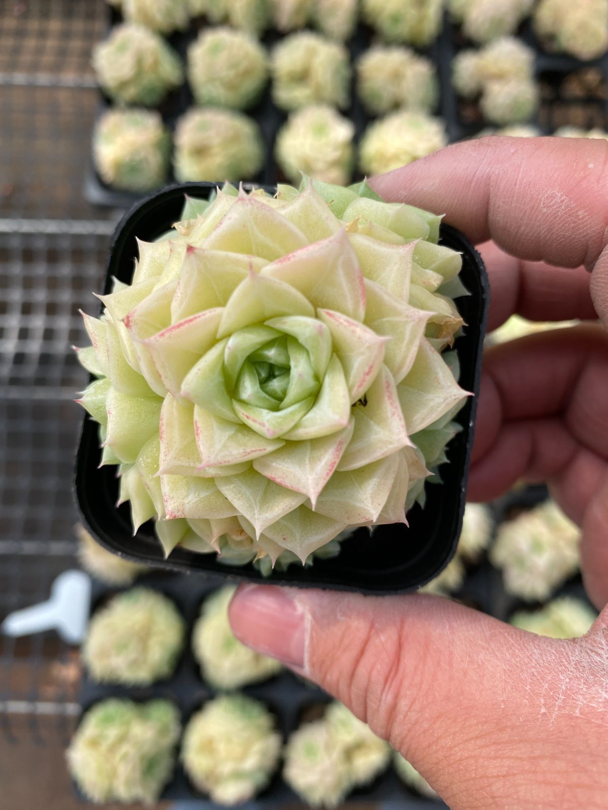 新入荷　50株の抜き苗セット　ショウイムギ　多肉植物　佐川急便発送　エケベリア　セダム　韓国苗　Z6388