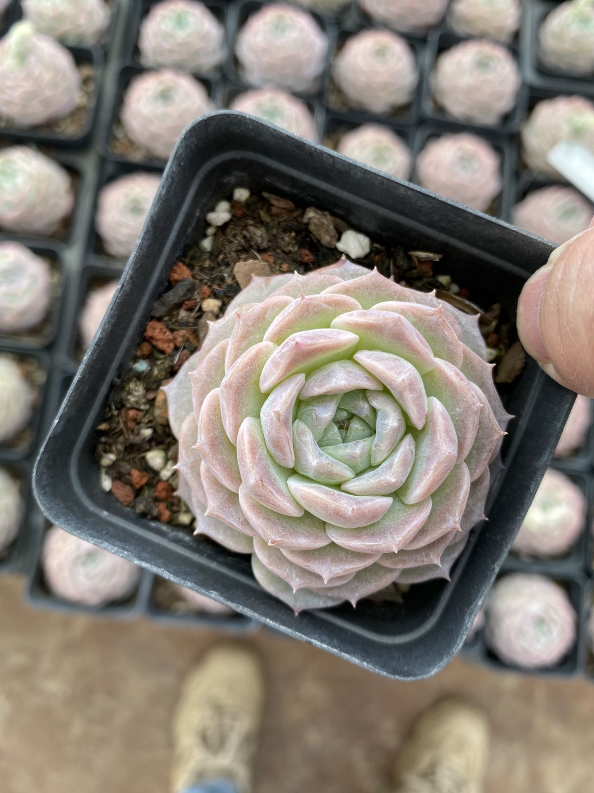 新入荷　50株の抜き苗セット　オンチョウ　多肉植物　佐川急便発送　エケベリア　セダム　韓国苗　Z6361