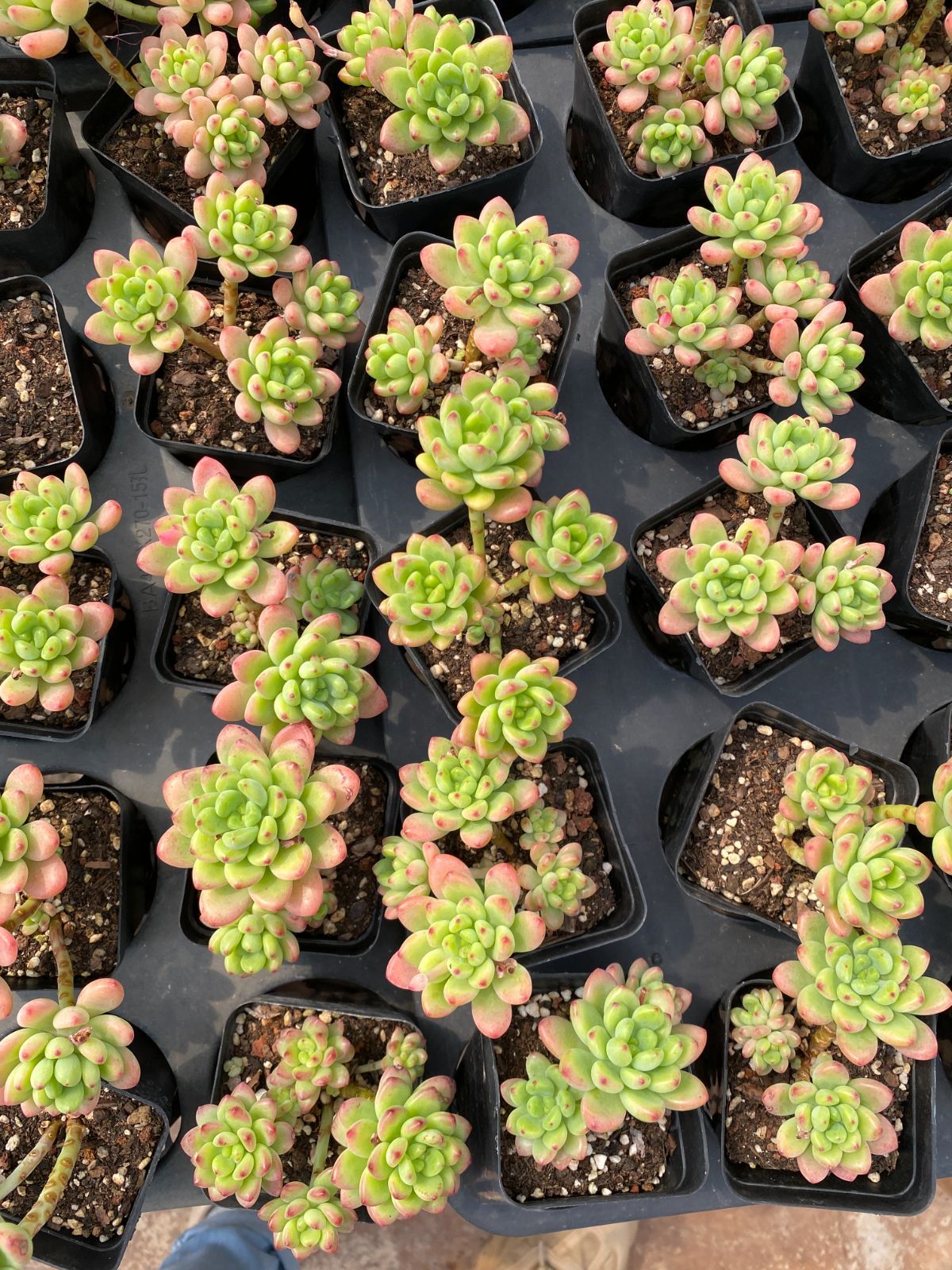 新入荷 24株の抜き苗セット シャングリラ 多肉植物 佐川急便発送