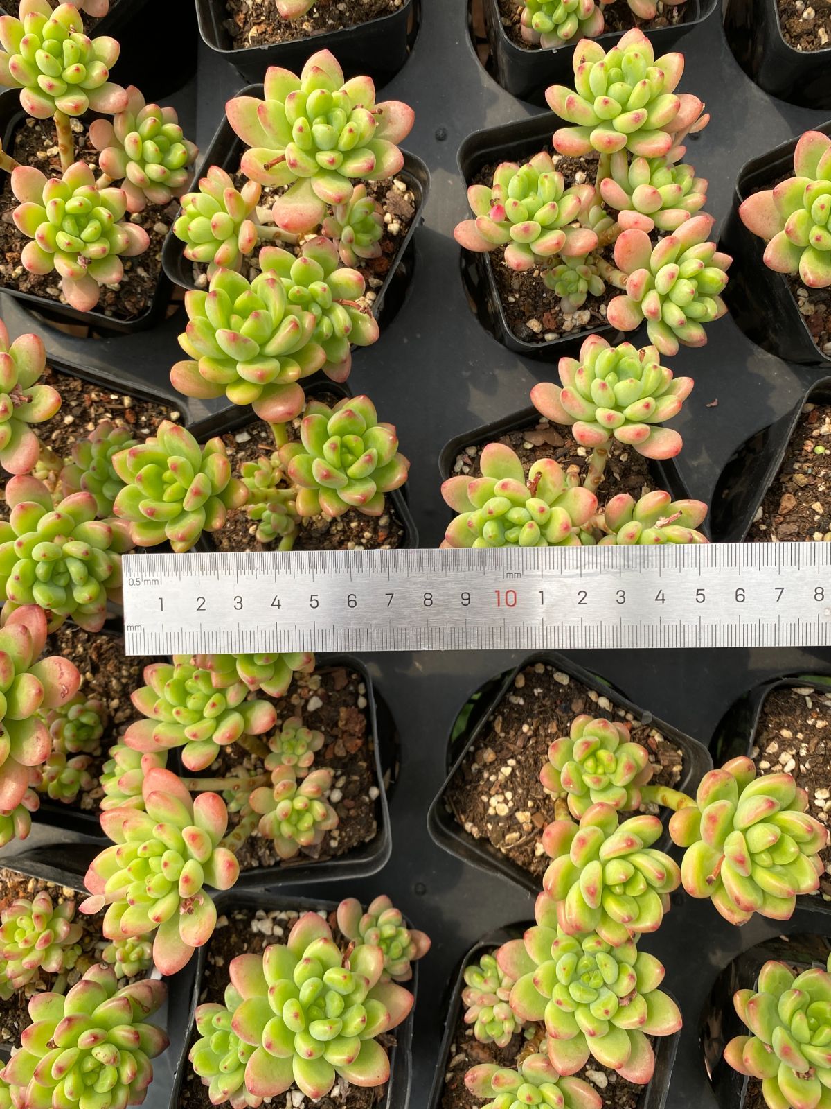 新入荷 24株の抜き苗セット シャングリラ 多肉植物 佐川急便発送