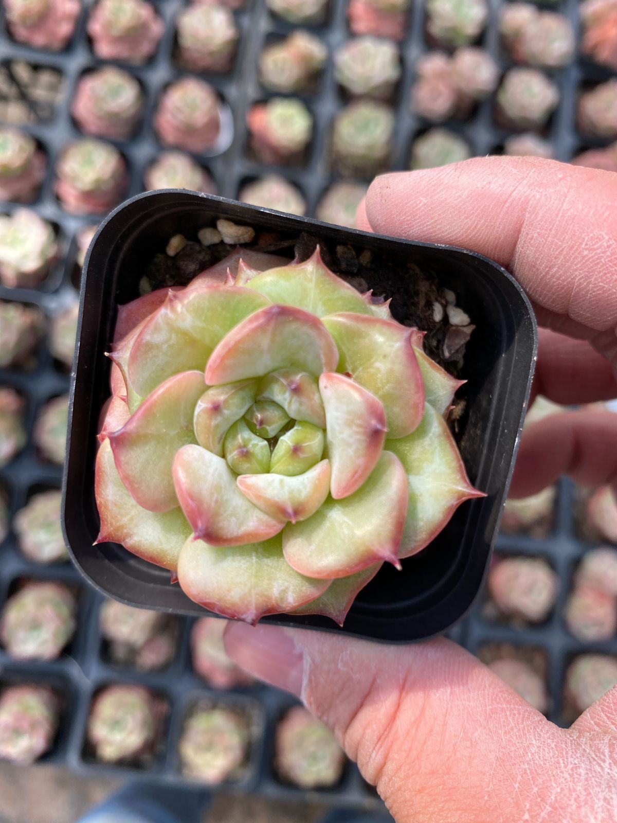 新入荷　50株の抜き苗セット　ヒョウハクザツ　多肉植物　佐川急便発送　エケベリア　セダム　韓国苗　Z6386