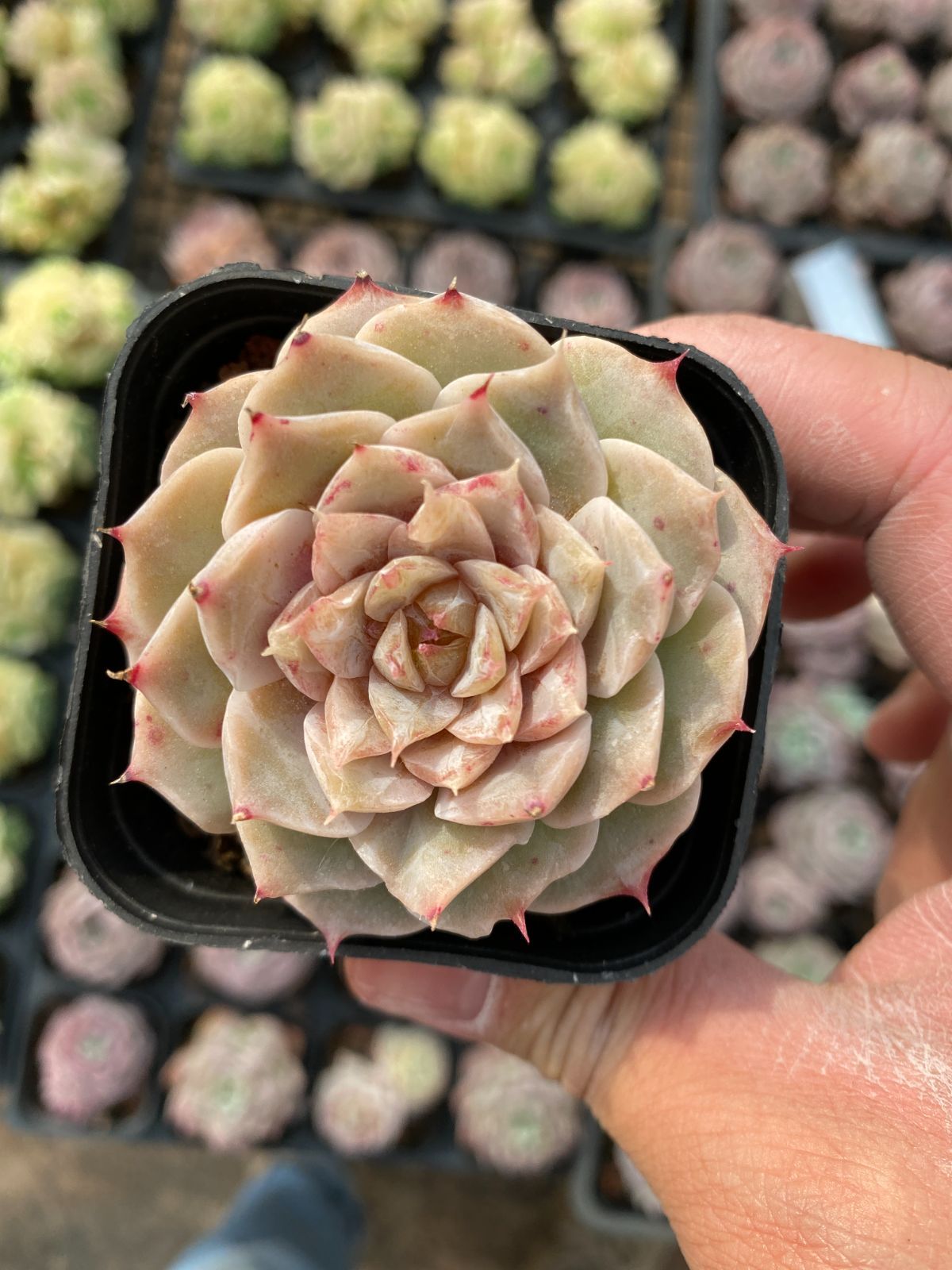 新入荷　50株の抜き苗セット　ヒョウヒョウ　多肉植物　佐川急便発送　エケベリア　セダム　韓国苗　Z6387