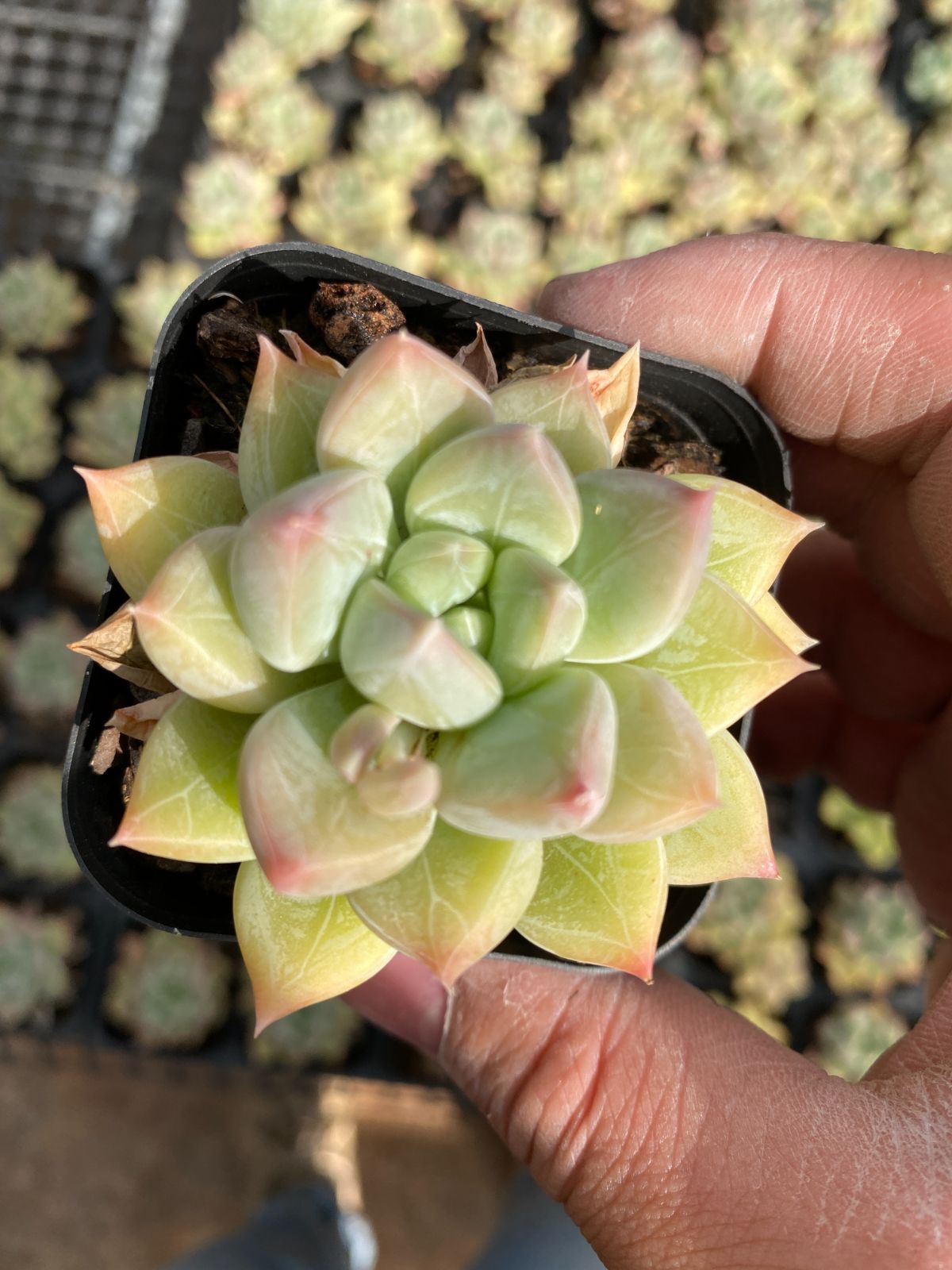 新入荷　50株の抜き苗セット　セイレイビジン　多肉植物　佐川急便発送　エケベリア　セダム　韓国苗　Z6401