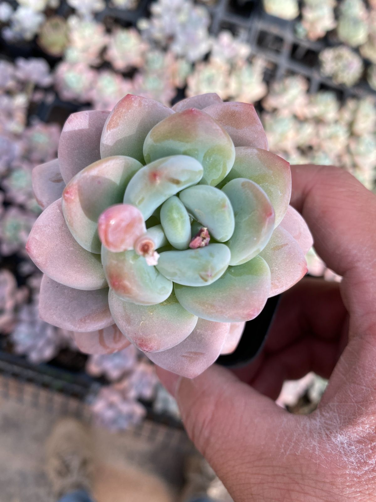 新入荷　50株の抜き苗セット　ルオシェンタントウ　多肉植物　佐川急便発送　エケベリア　セダム　韓国苗　Z6402