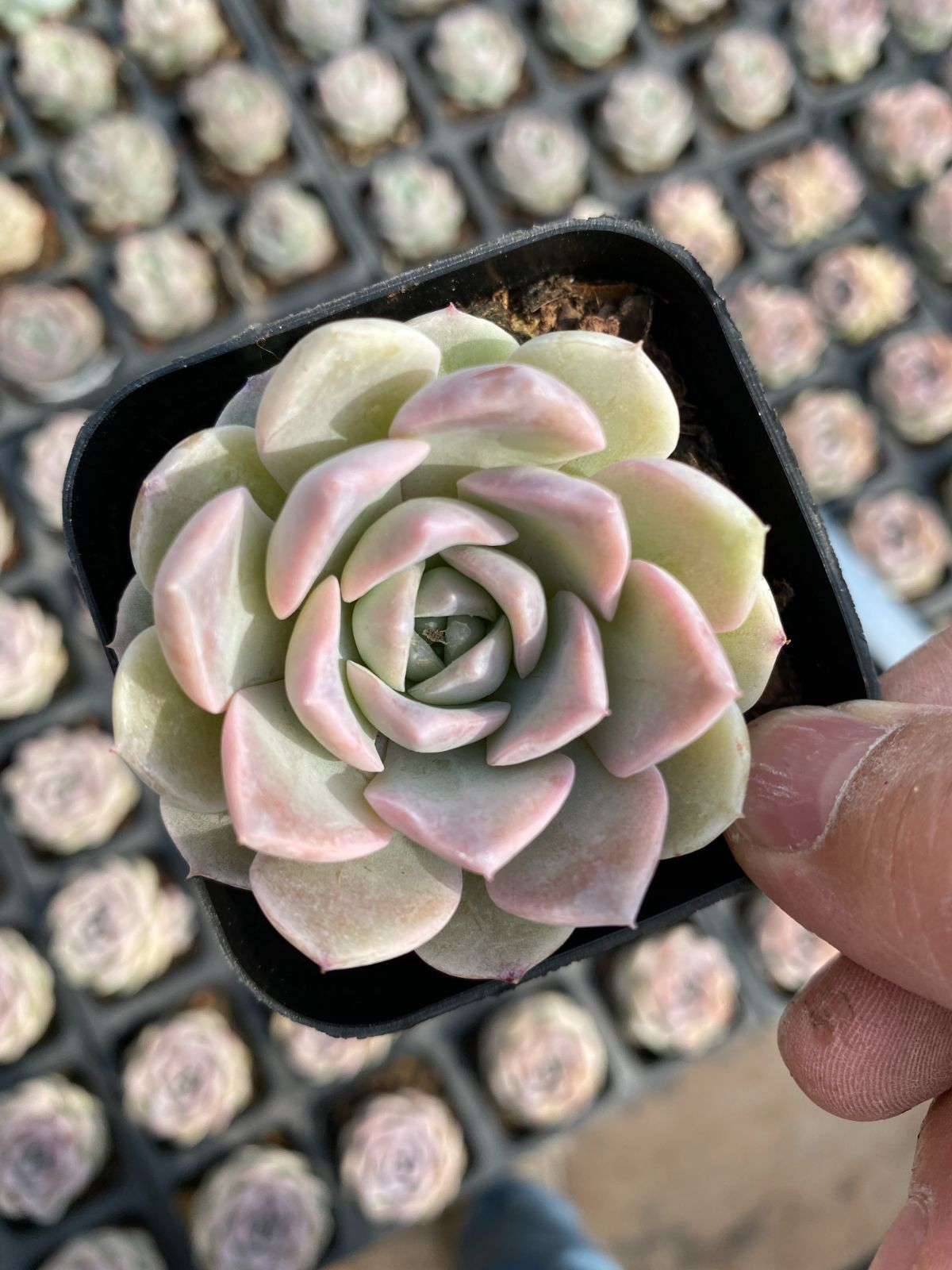新入荷　50株の抜き苗セット　ムラサキ　多肉植物　佐川急便発送　エケベリア　セダム　韓国苗　Z6404