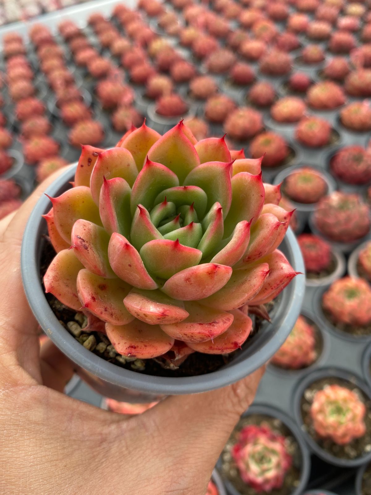 新入荷　12株の抜き苗セット　スターバックスバリエゲイティッド　多肉植物　佐川急便発送　エケベリア　セダム　韓国苗　Z6424
