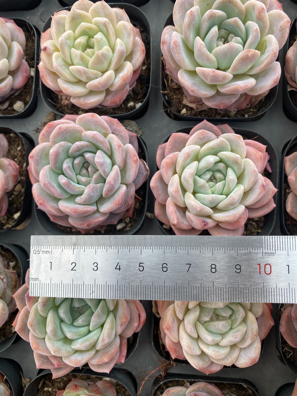 新入荷 24株の抜き苗セット ヒョウハク 多肉植物 佐川急便発送