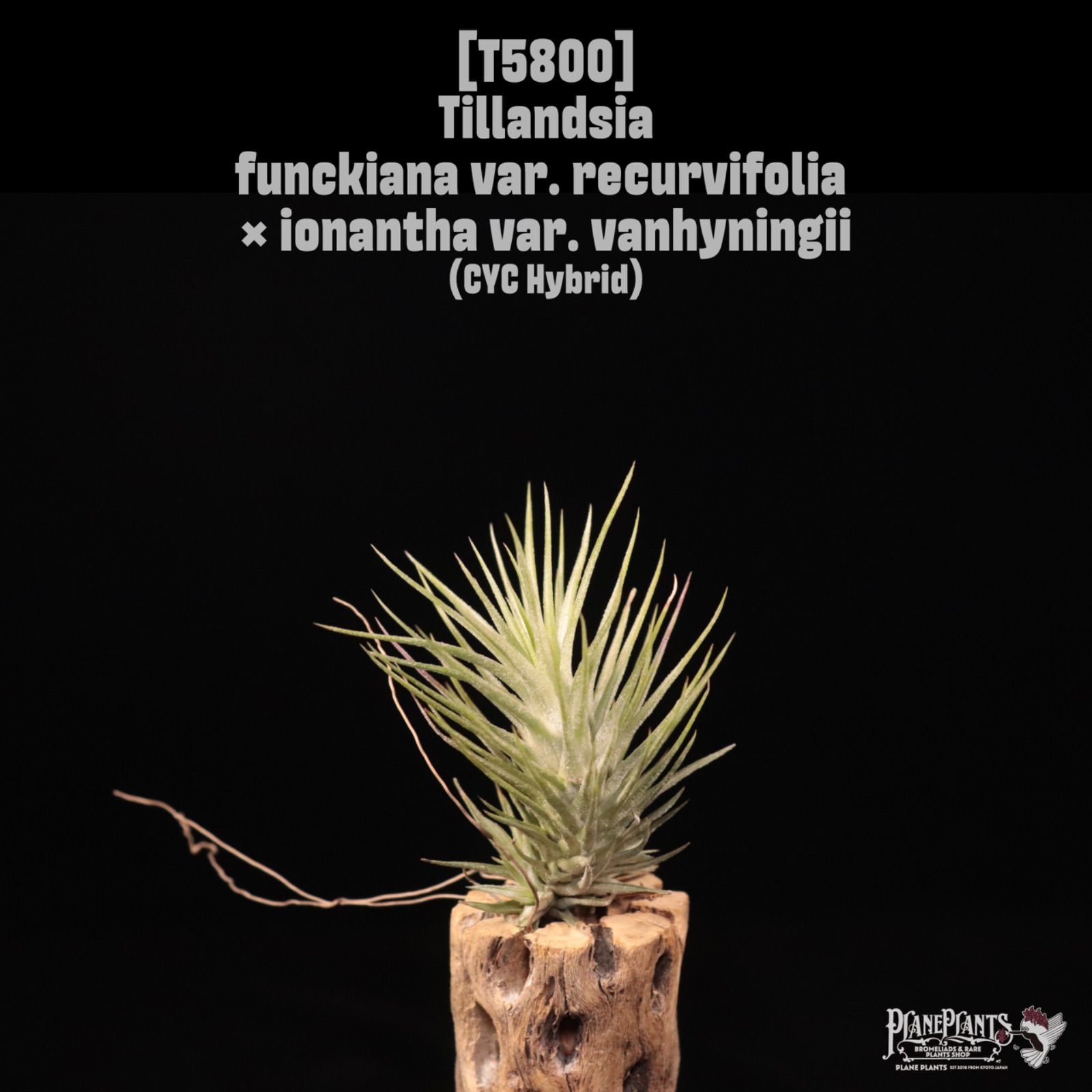 Tillandsia funckiana var. recurvifolia x ion var. vanhyningii〔ティランジア〕T5800 /@planeplants 9,360円