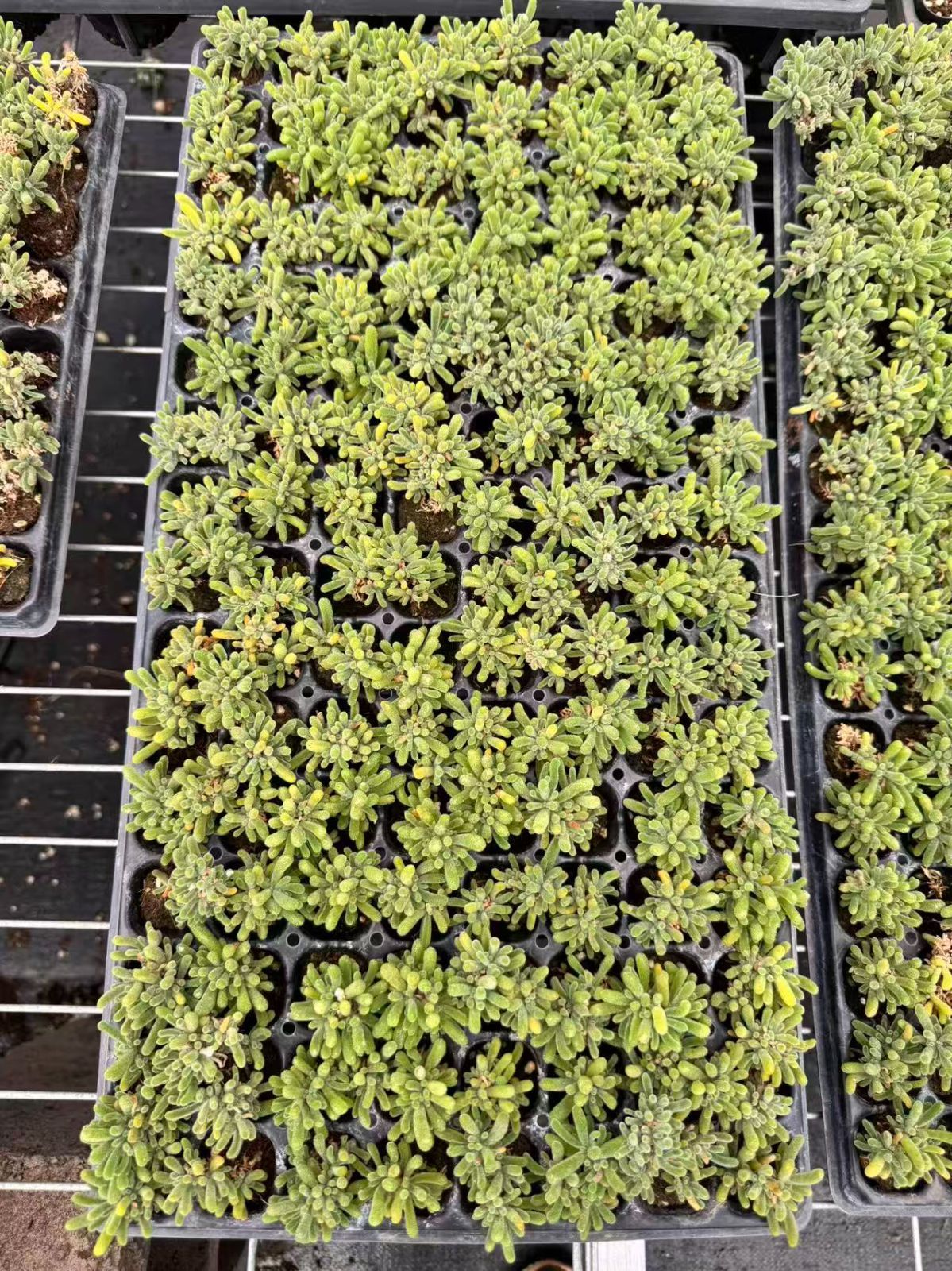 多肉植物　X1045　フルオレセントラビット　128苗　土根付き　エケベリア　セダム　アエオニウム　韓国苗　寄せ植え　詰め合わせ