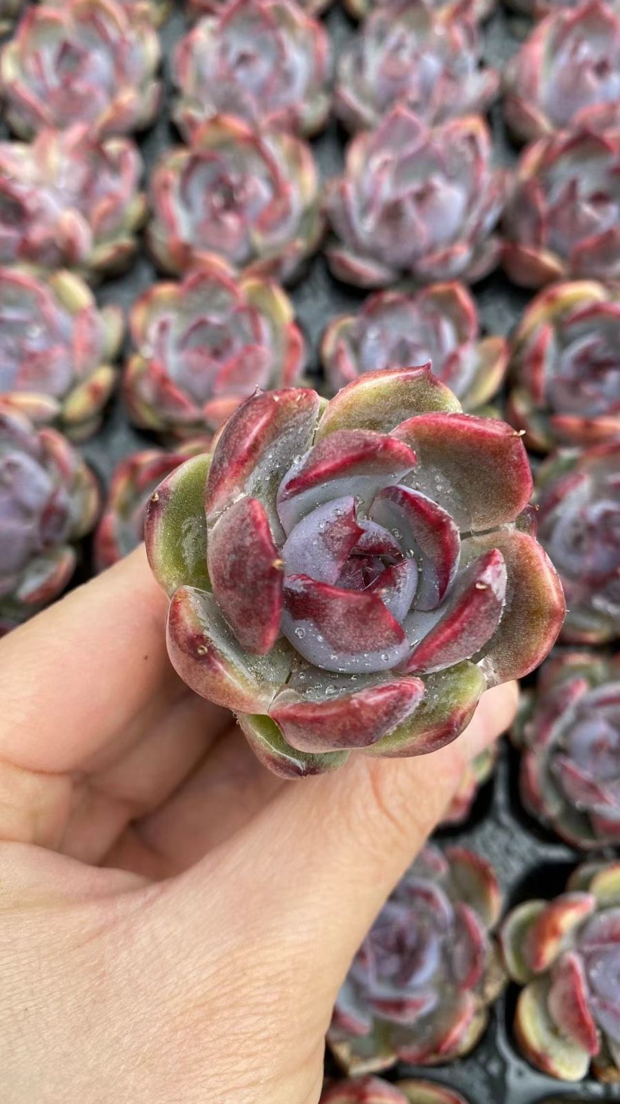 多肉植物　X980　ラージブルーベリー　105苗　土根付き　エケベリア　セダム　アエオニウム　韓国苗　寄せ植え　詰め合わせ