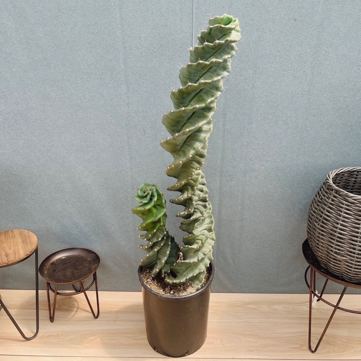 ［現品］【希少】1番　サボテン　セレウス　ペルビアナス　スピラリス　8号　観葉植物　レア　多肉植物 珍しい