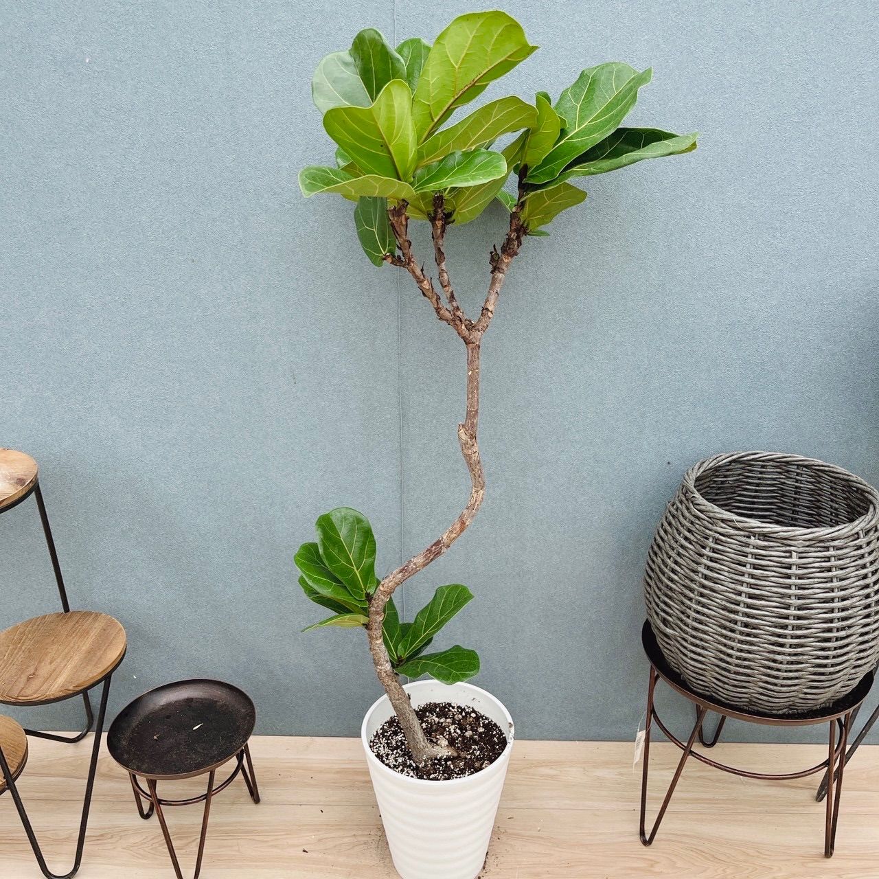 現品］13番 カシワバゴムノキ フィカス リラータ 曲がり 7号 観葉植物
