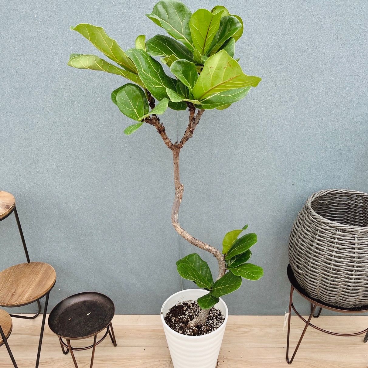 ［現品］13番　カシワバゴムノキ　フィカス　リラータ　曲がり　7号　観葉植物　室内　大型　おしゃれ