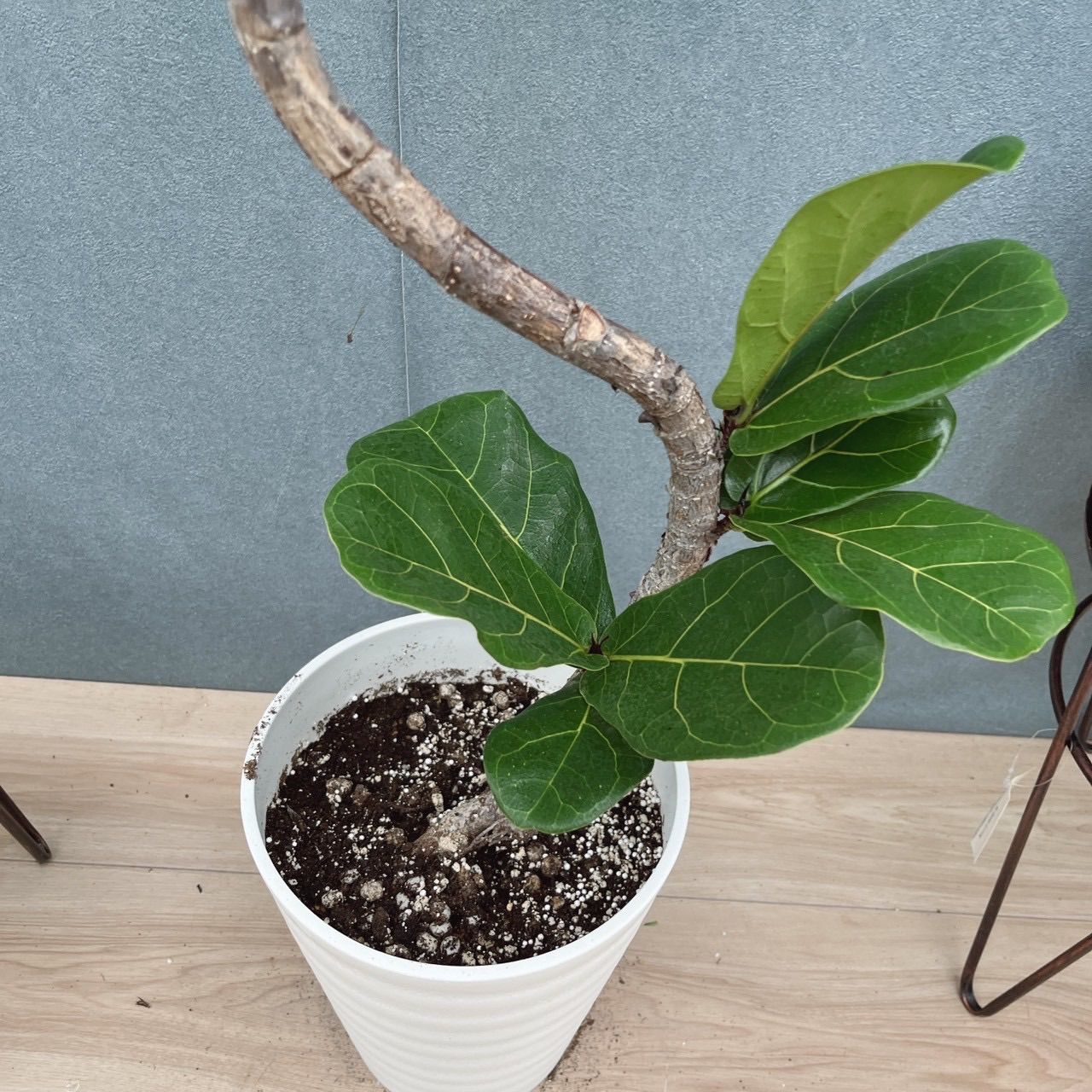 現品］13番 カシワバゴムノキ フィカス リラータ 曲がり 7号 観葉植物