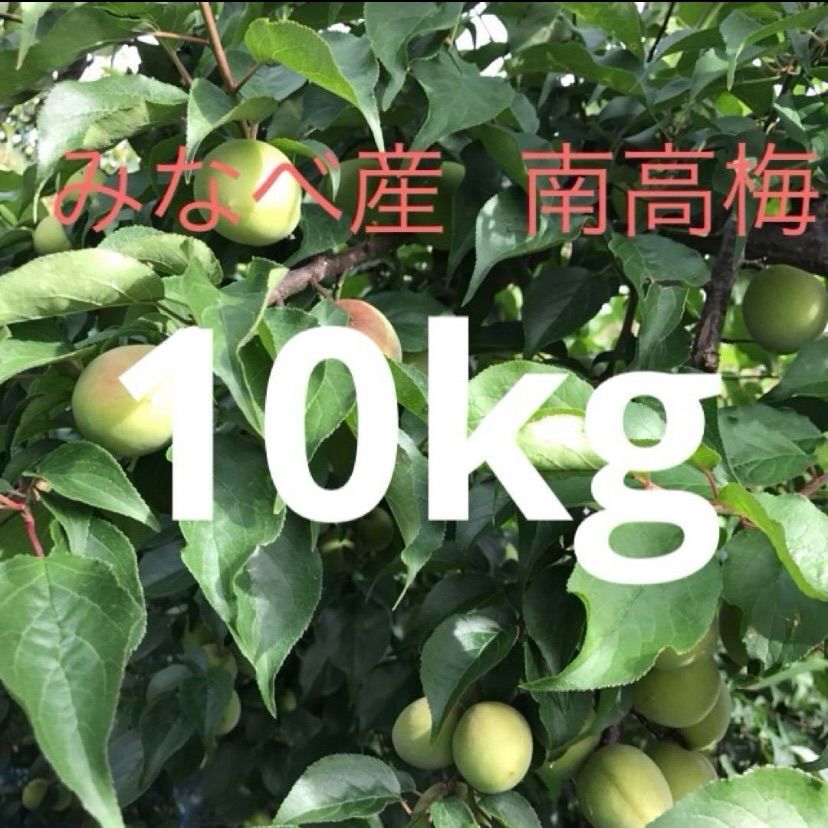 発祥の聖地　朝採り　和歌山みなべ産 南高梅 青梅 10kg