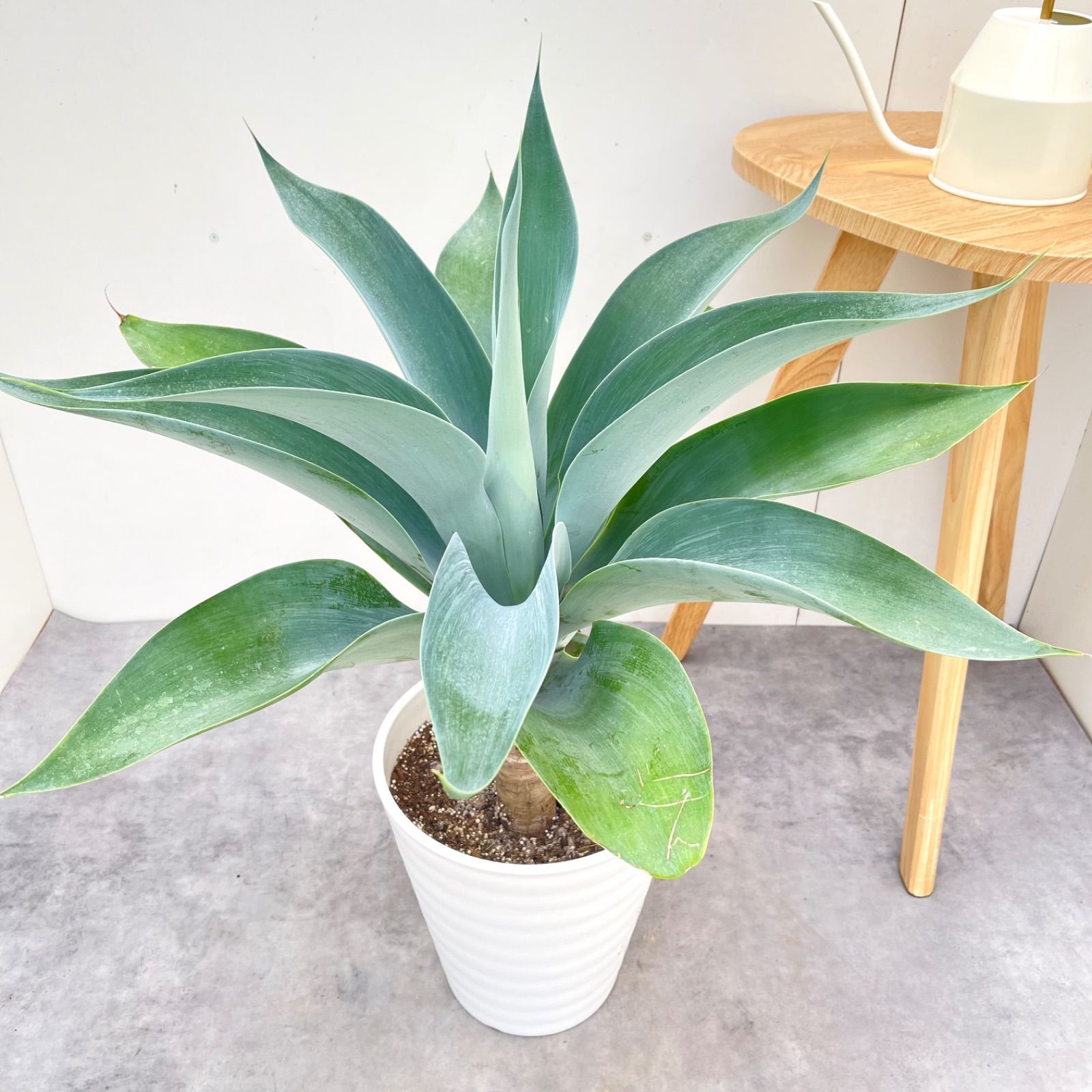 アガベ　アテナータ　ボーチンブルー　10【現品】☆希少☆ 観葉植物 大型