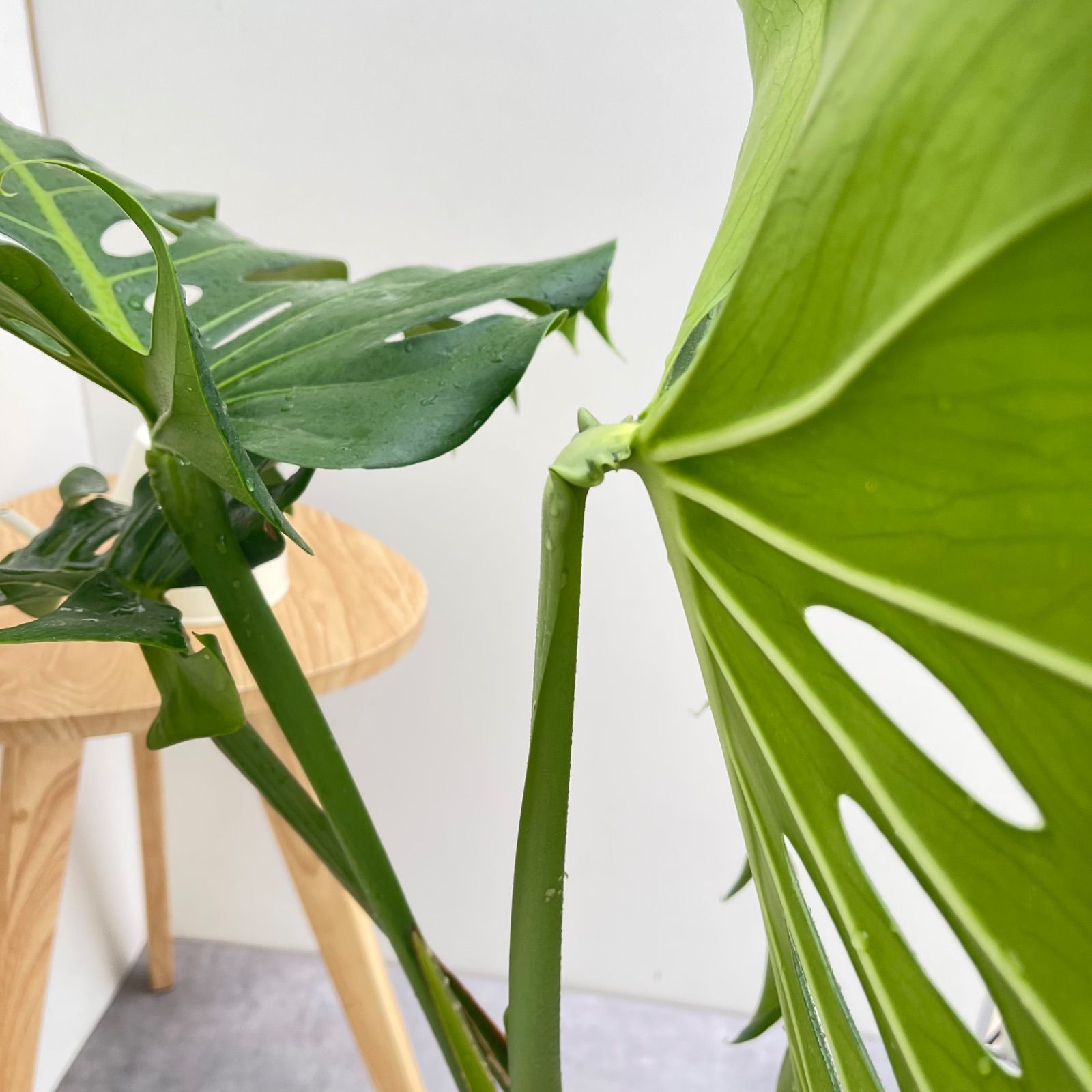 モンステラ 15【現品】観葉植物 幹上がり 室内 7号 - メルカリ