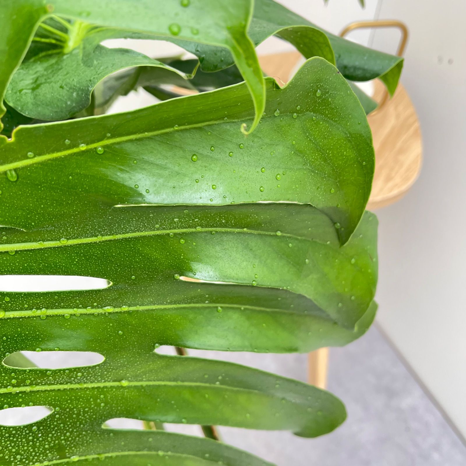 モンステラ 15【現品】観葉植物 幹上がり 室内 7号 - メルカリ