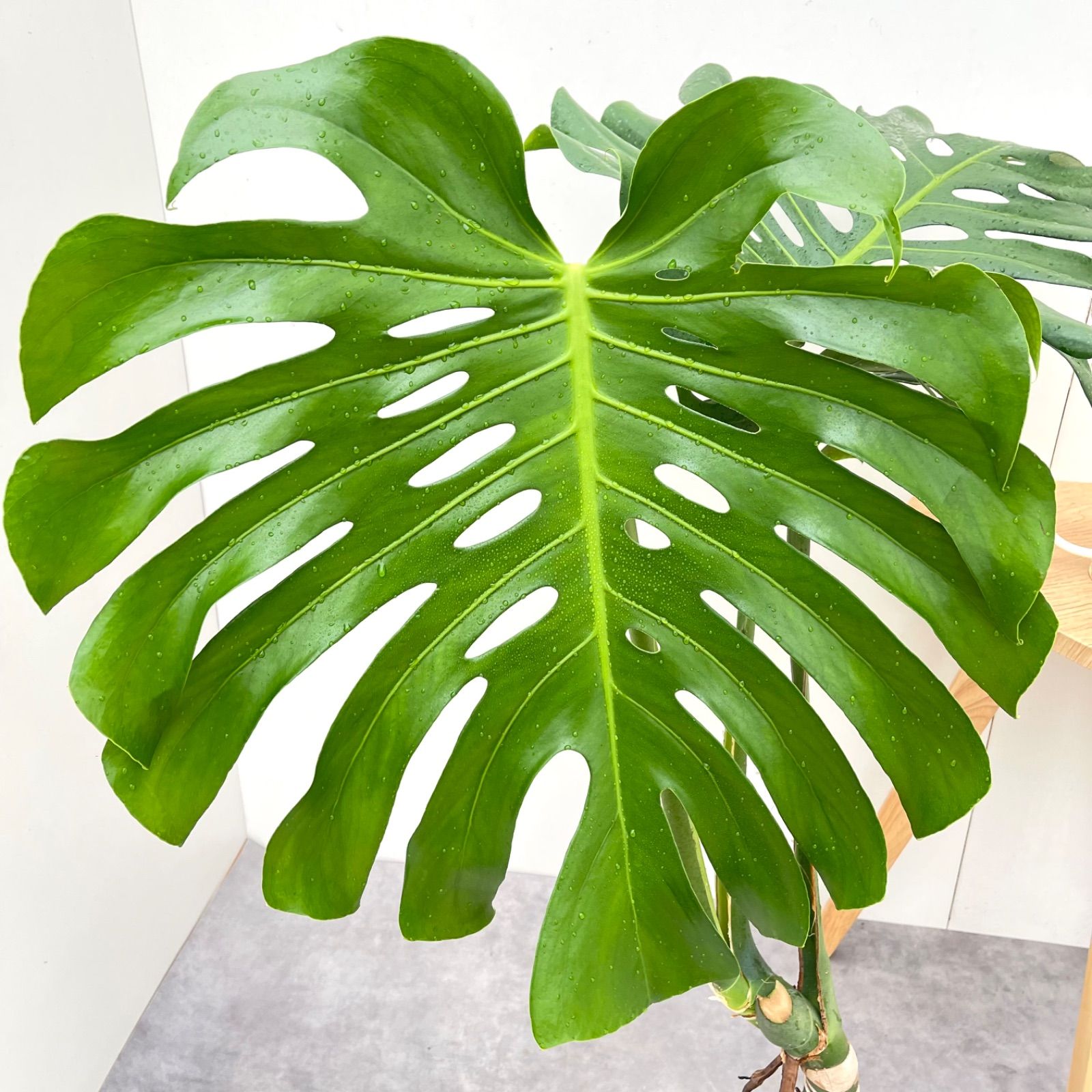 モンステラ 15【現品】観葉植物 幹上がり 室内 7号 - メルカリ