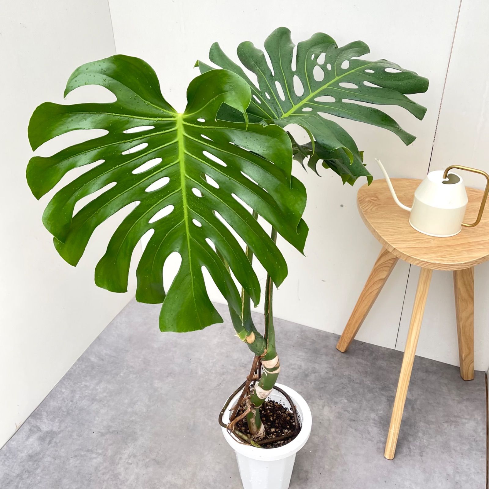 モンステラ 15【現品】観葉植物 幹上がり 室内 7号