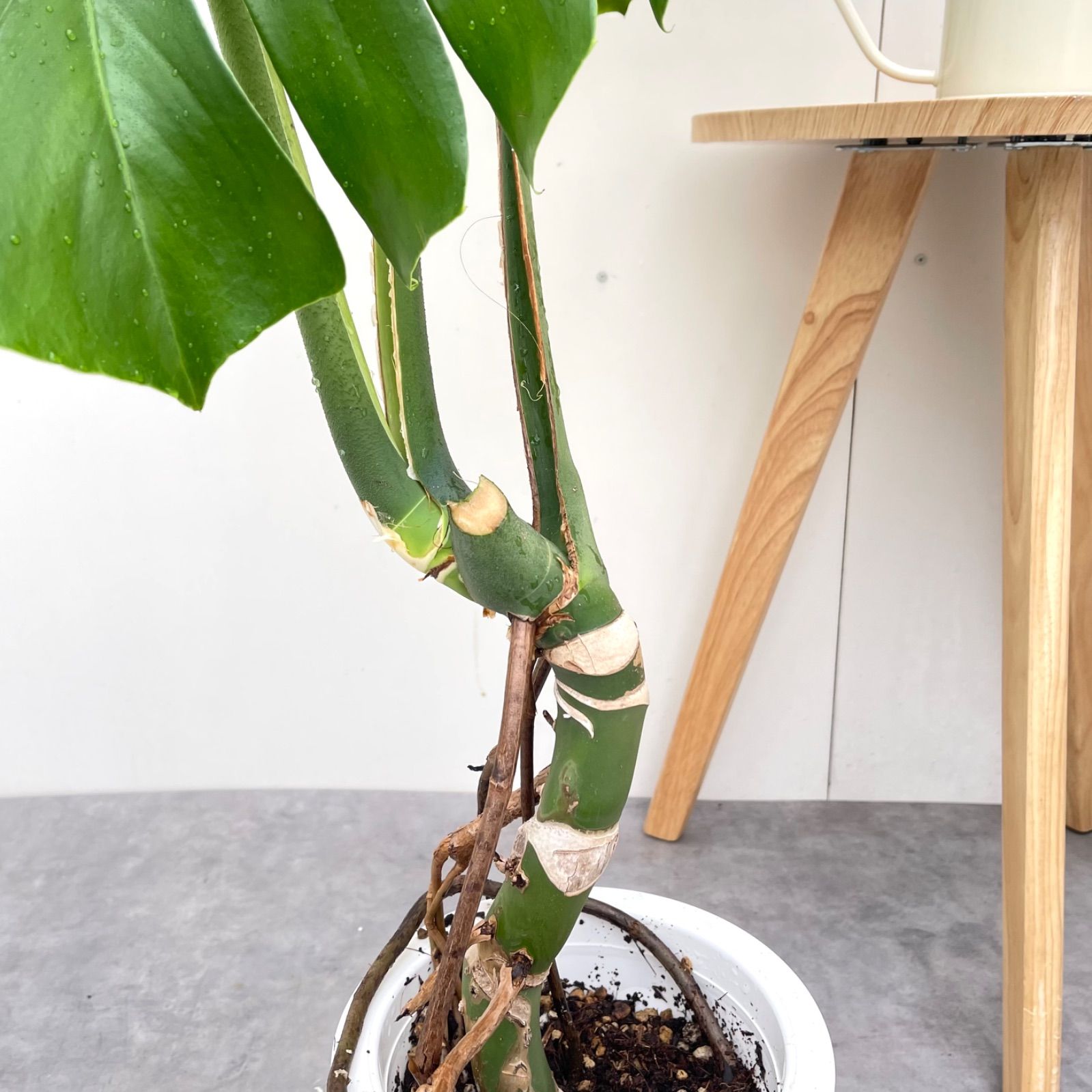 モンステラ 15【現品】観葉植物 幹上がり 室内 7号 - メルカリ