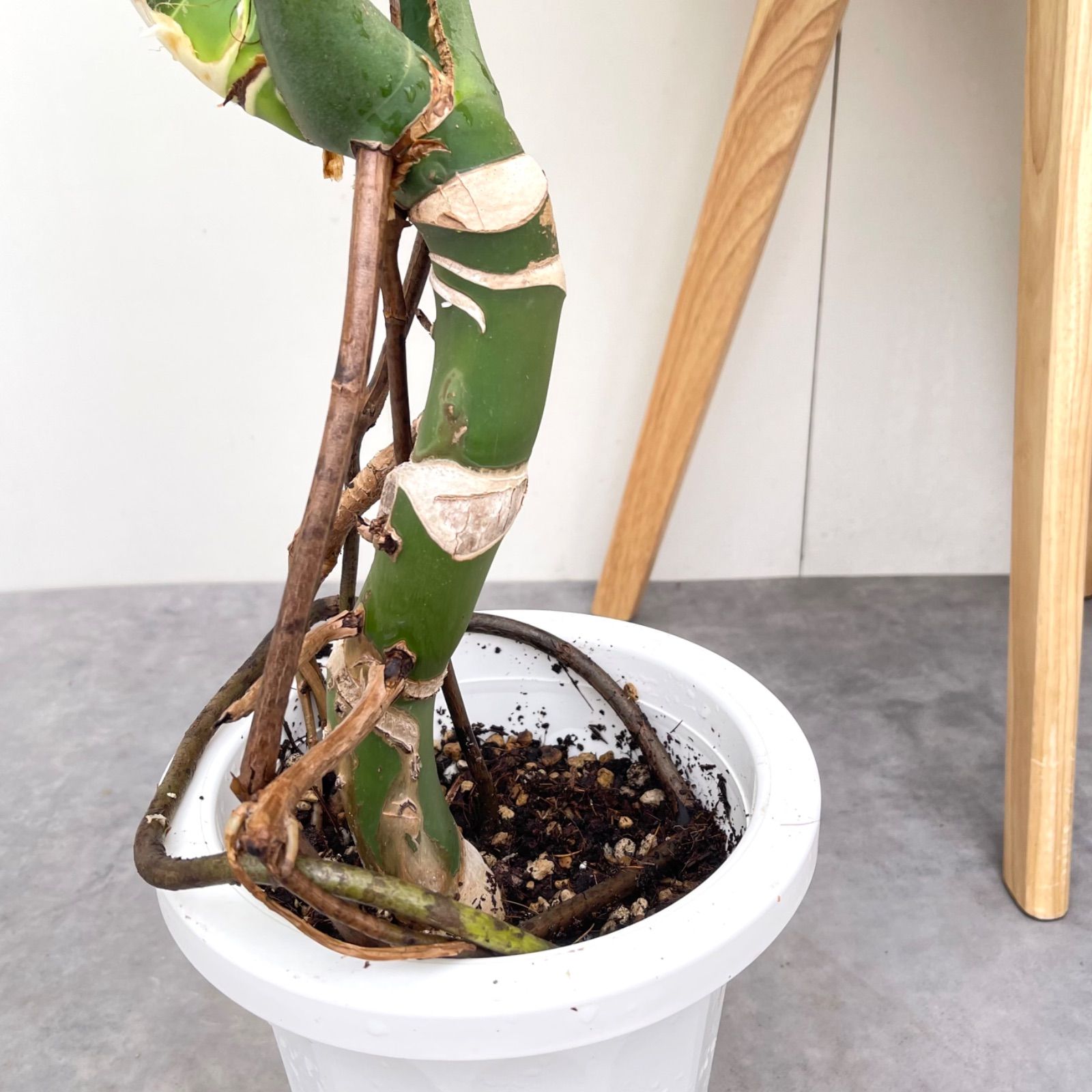 モンステラ 15【現品】観葉植物 幹上がり 室内 7号 - メルカリ