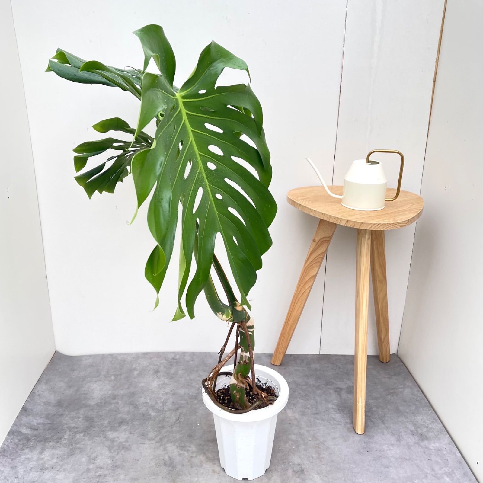 モンステラ 15【現品】観葉植物 幹上がり 室内 7号 - メルカリ