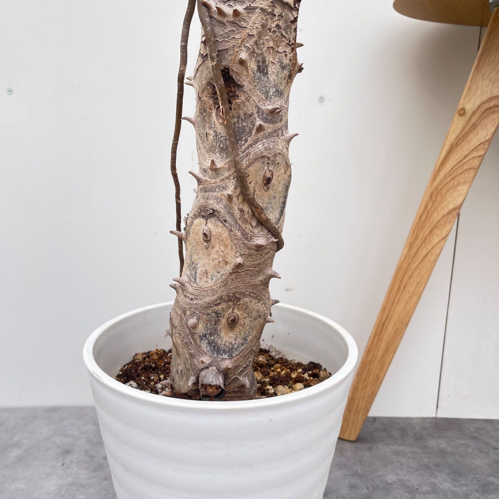 売約済※フィロデンドロン セローム 幹上がり 3【現品】観葉植物 室内