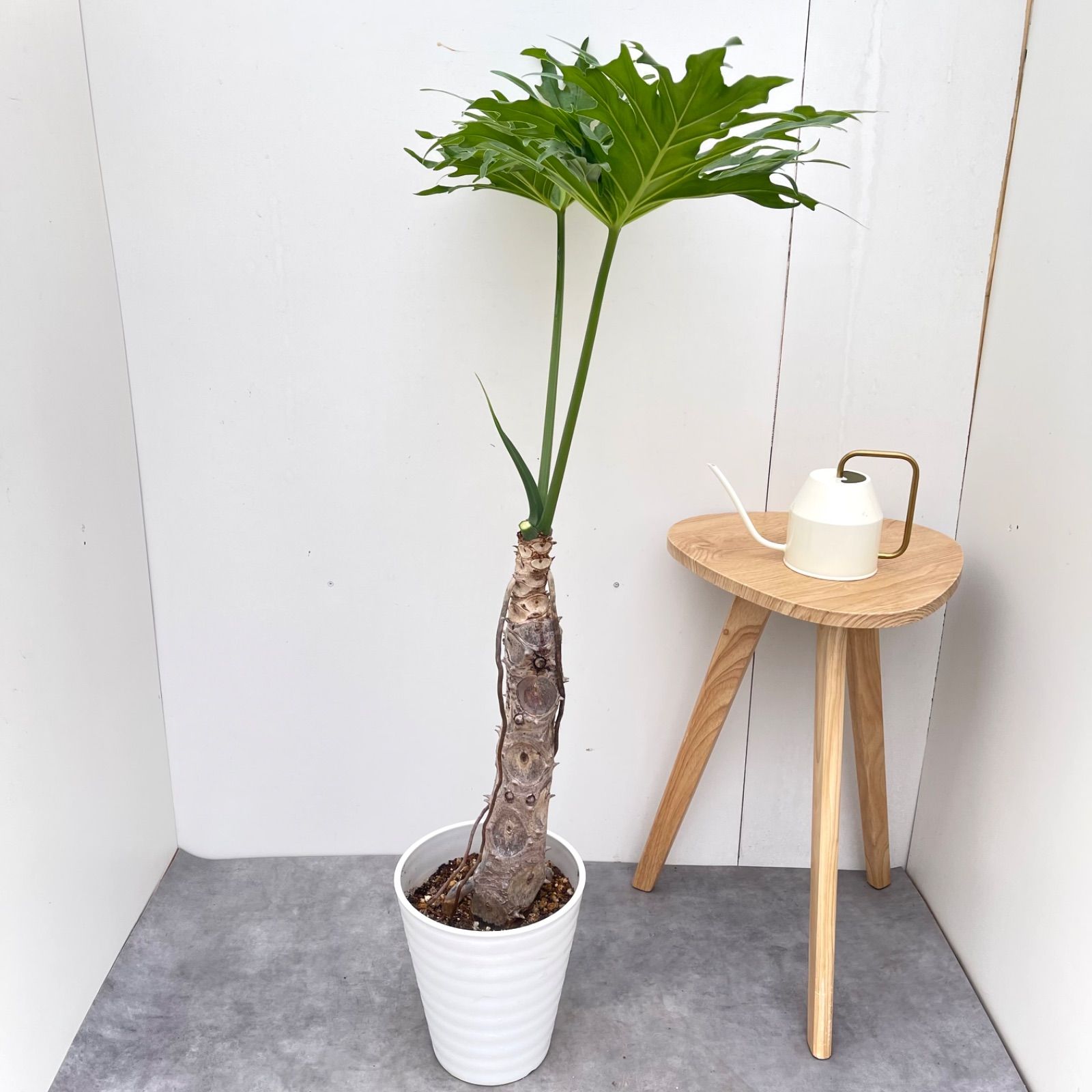 売約済※フィロデンドロン セローム 幹上がり 3【現品】観葉植物 室内