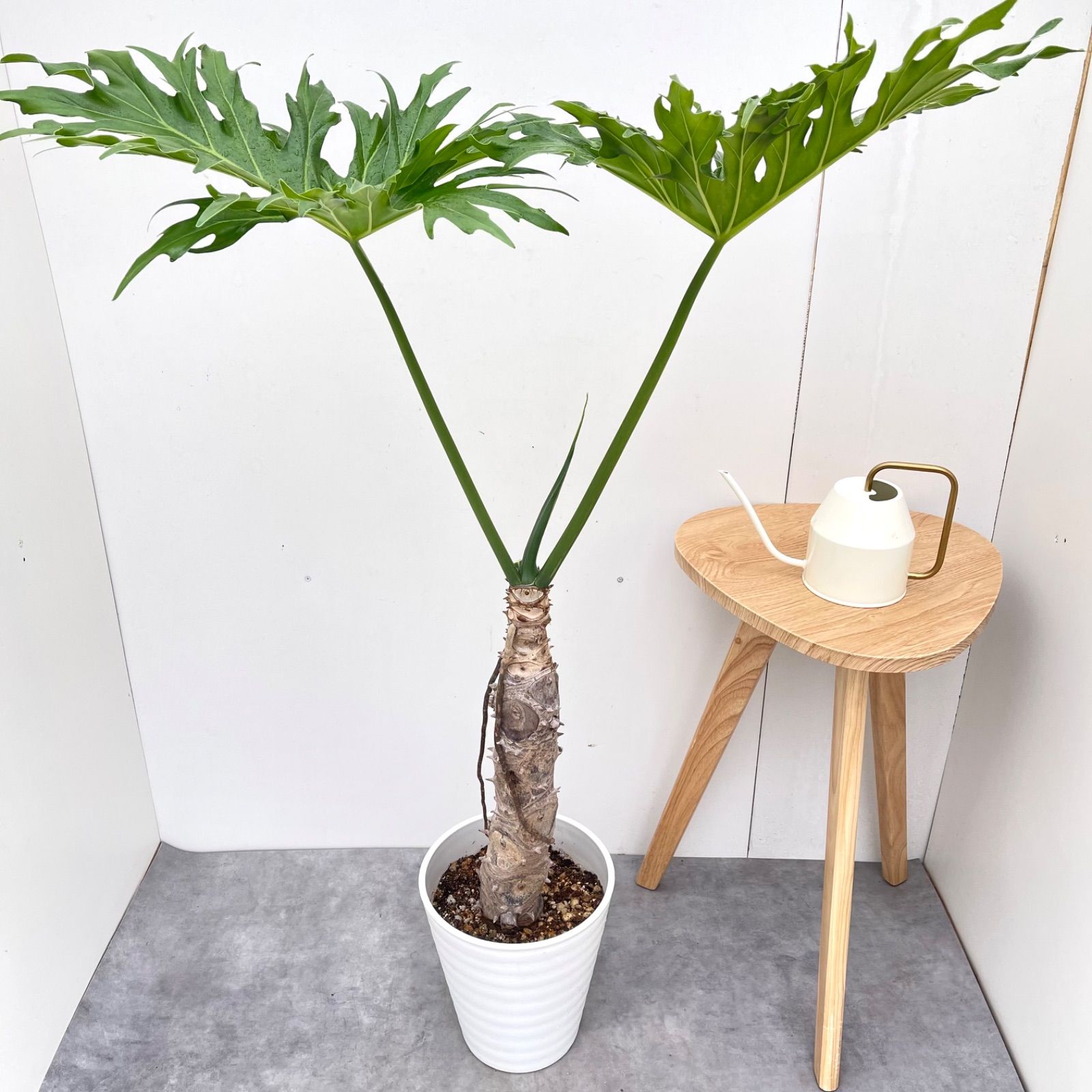 フィロデンドロン　セローム　幹上がり　3【現品】観葉植物　室内　大型