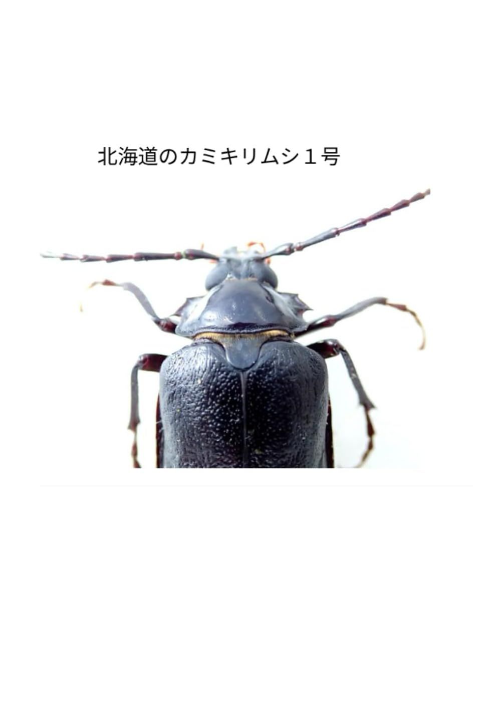 北海道のカミキリ虫１号