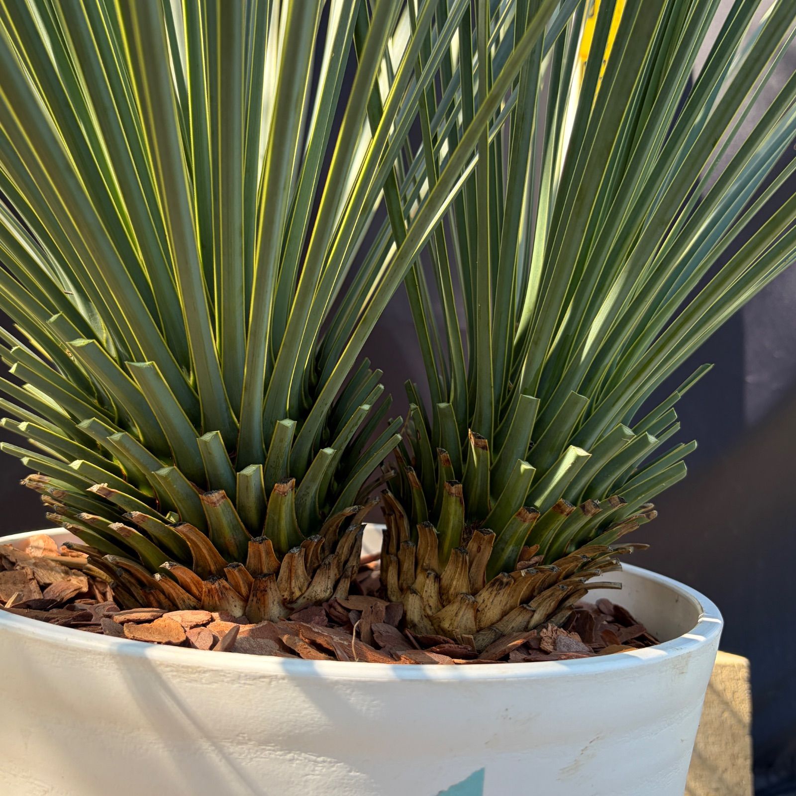 ユッカ・ロストラータ 2頭【Ⅰ】観葉植物 鉢植え ドライガーデン 鉢 