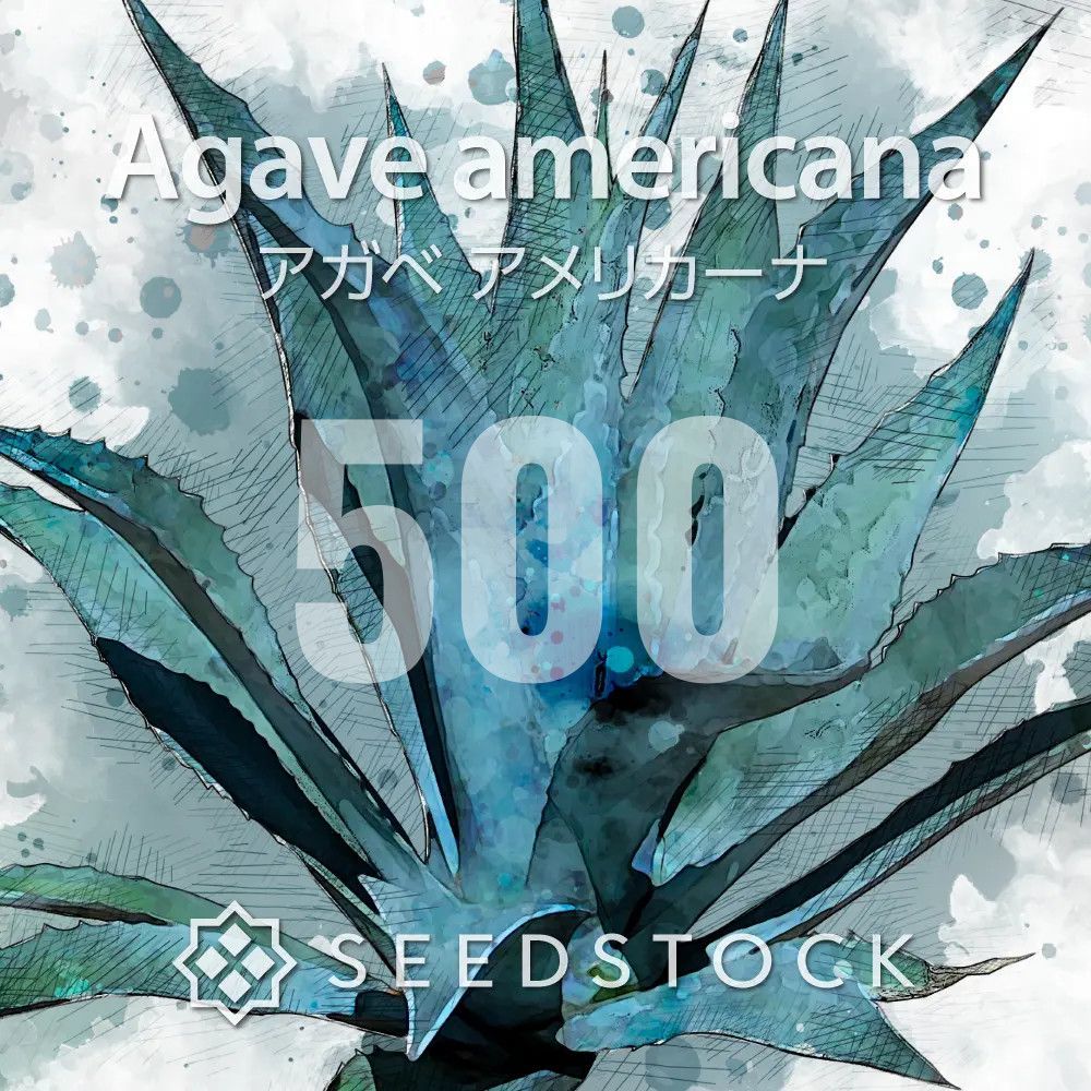[種子] アガベ アメリカーナ 500粒｜SEEDSTOCK
