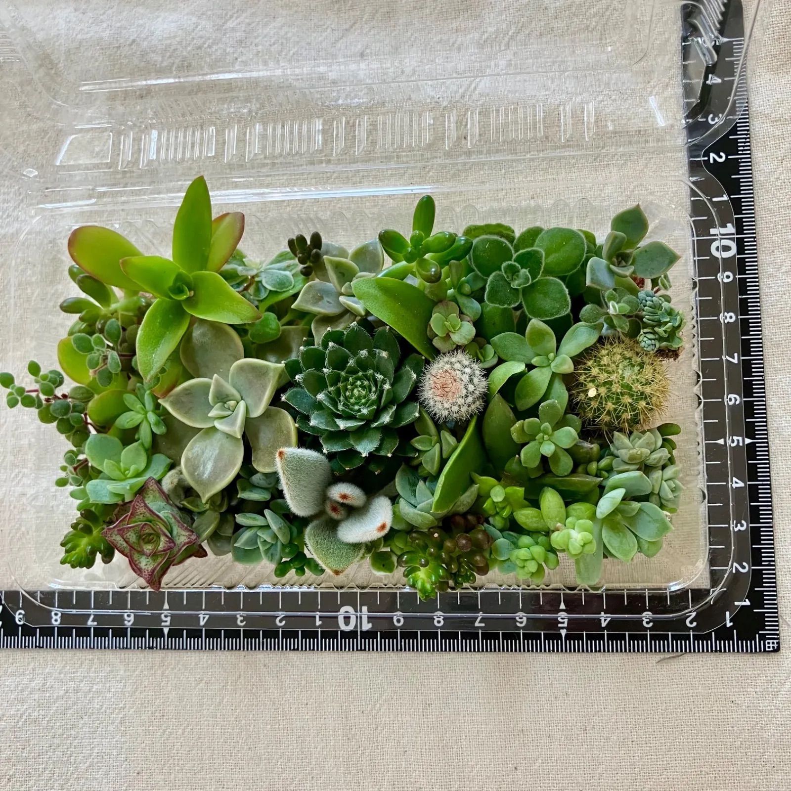 多肉植物 カット苗 多肉弁当 寄せ植えセット - メルカリ