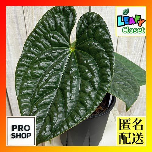 観葉植物　アンスリウム ルクリアンス 6号スリット鉢(現品)　インテリア 室内 おしゃれ 可愛い かわいい(507261)
